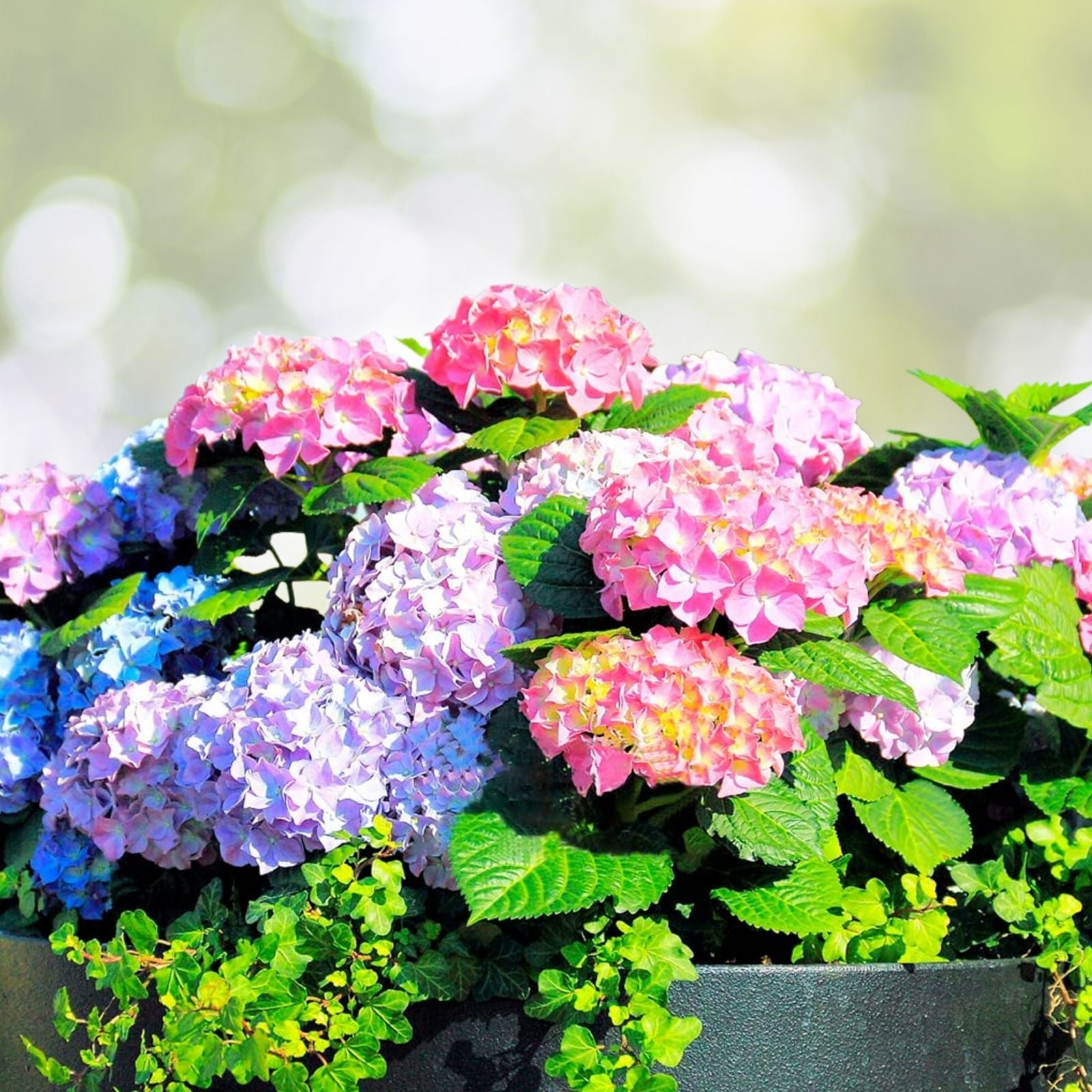 Frostbite Hydrangea Seeds 85 or 250 Non-GMO Flower Seeds Hydrangea macrophylla Rare Blue-White Blooms