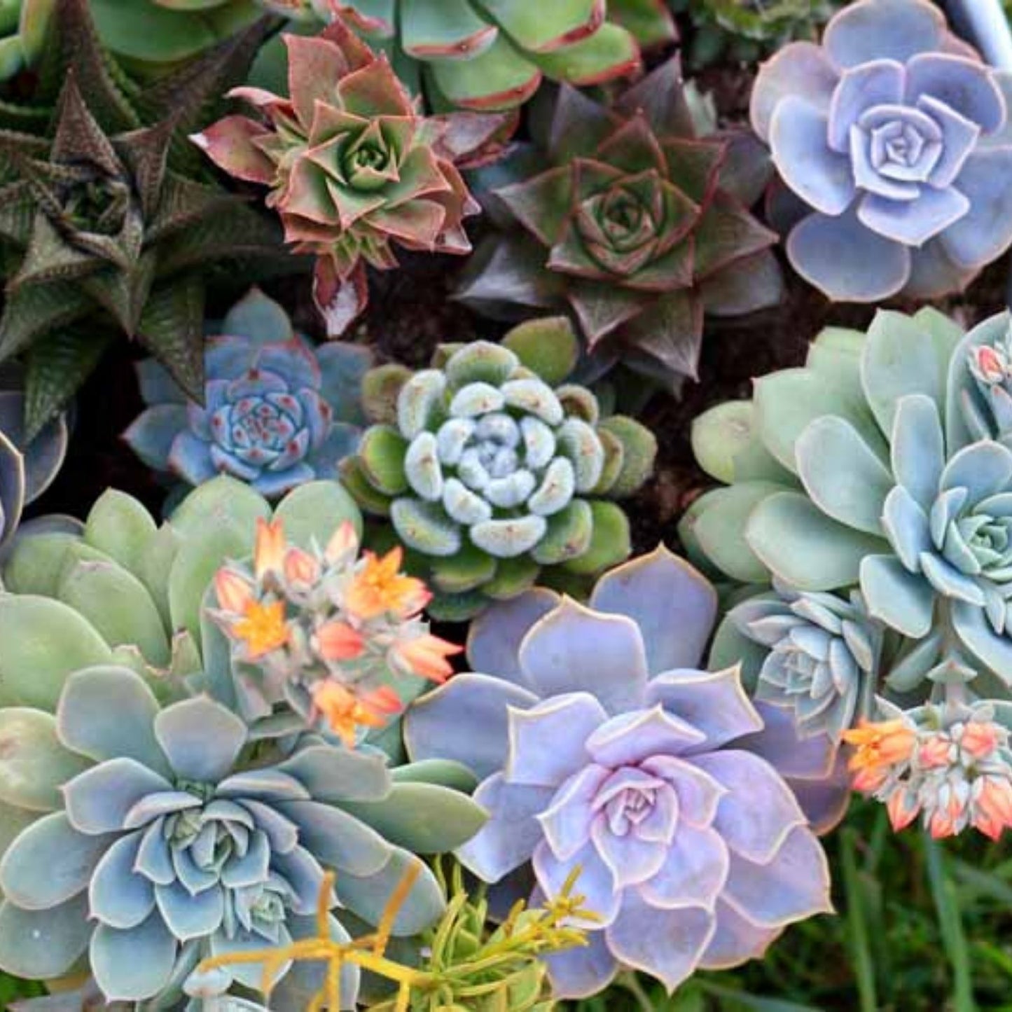 Succulent Cuttings 11 Pack Fresh Colorful Variety Echeveria Sedum Crassula Aloe Plant Collection