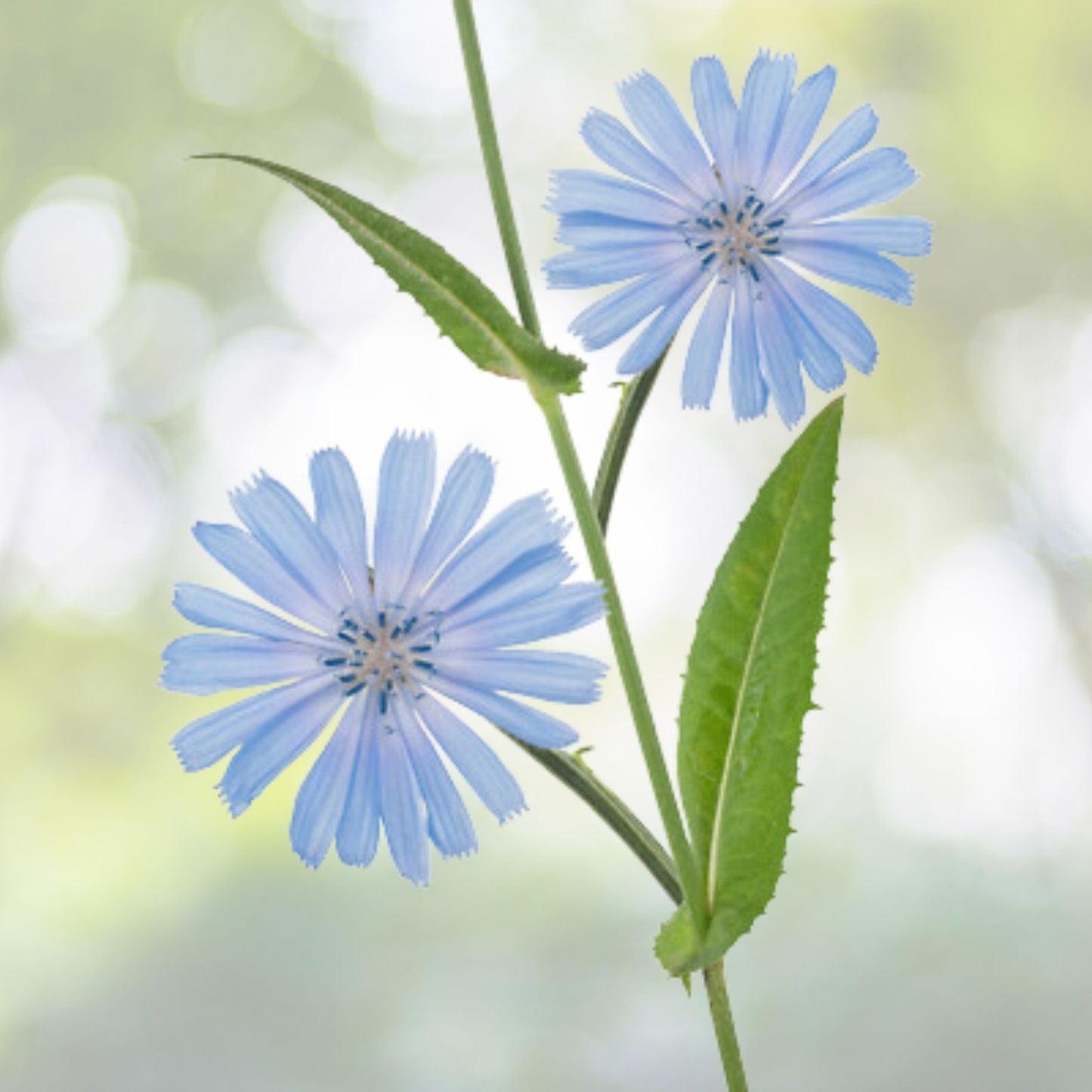 Chicory Seeds 1000+ | Blue Dandelion | Perennial Medicinal Herb & Coffee Substitute | Cichorium intybus