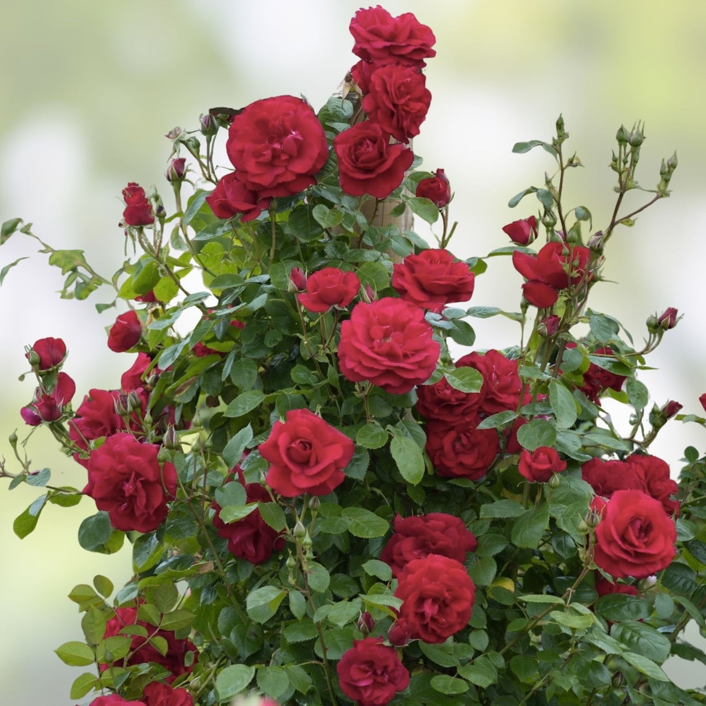 Climbing Rose Cuttings - The Prince's Trust Rose - English Legend - Rosa 'English Legend' Live Plant