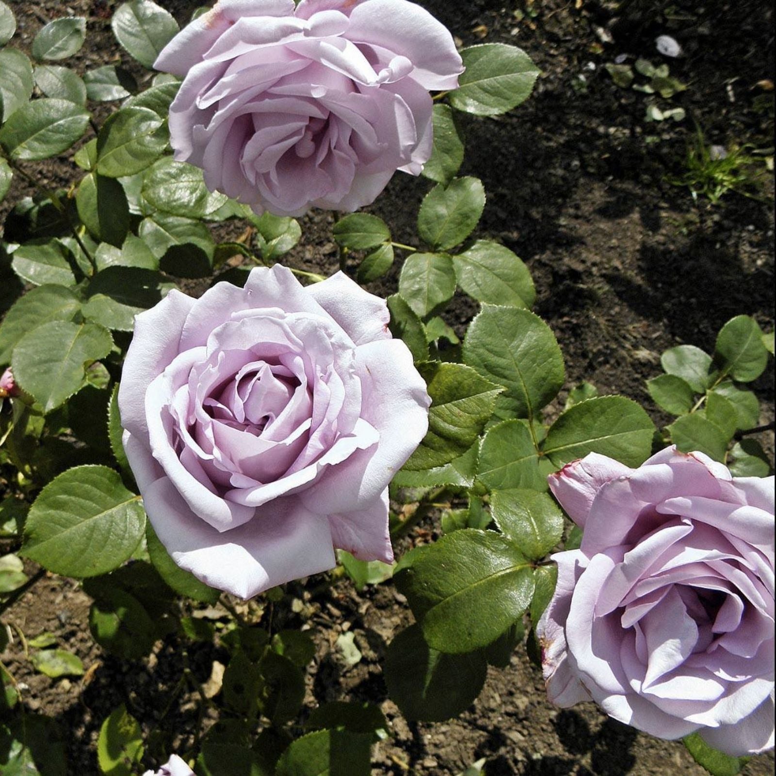 Rose Bush Cuttings – 3 Unrooted 6" Blue Girl Live Flower Plants – Awarded Shrub Rosa 'Blue Girl'