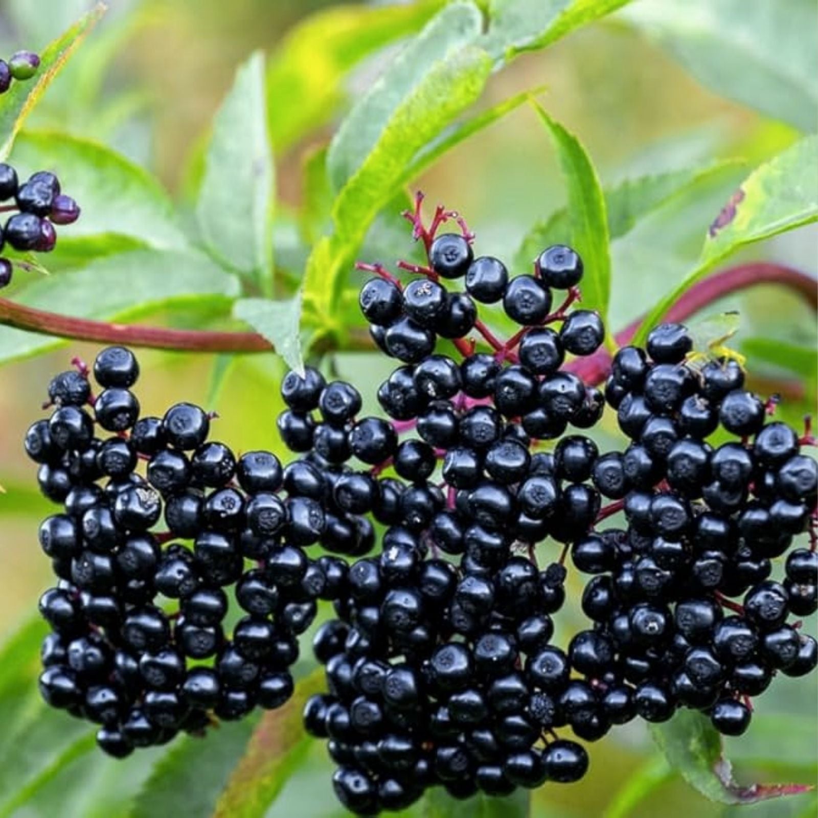 American Elderberry Starter Plant 2x3 Pot Sambucus canadensis Organic Herbaceous Perennial