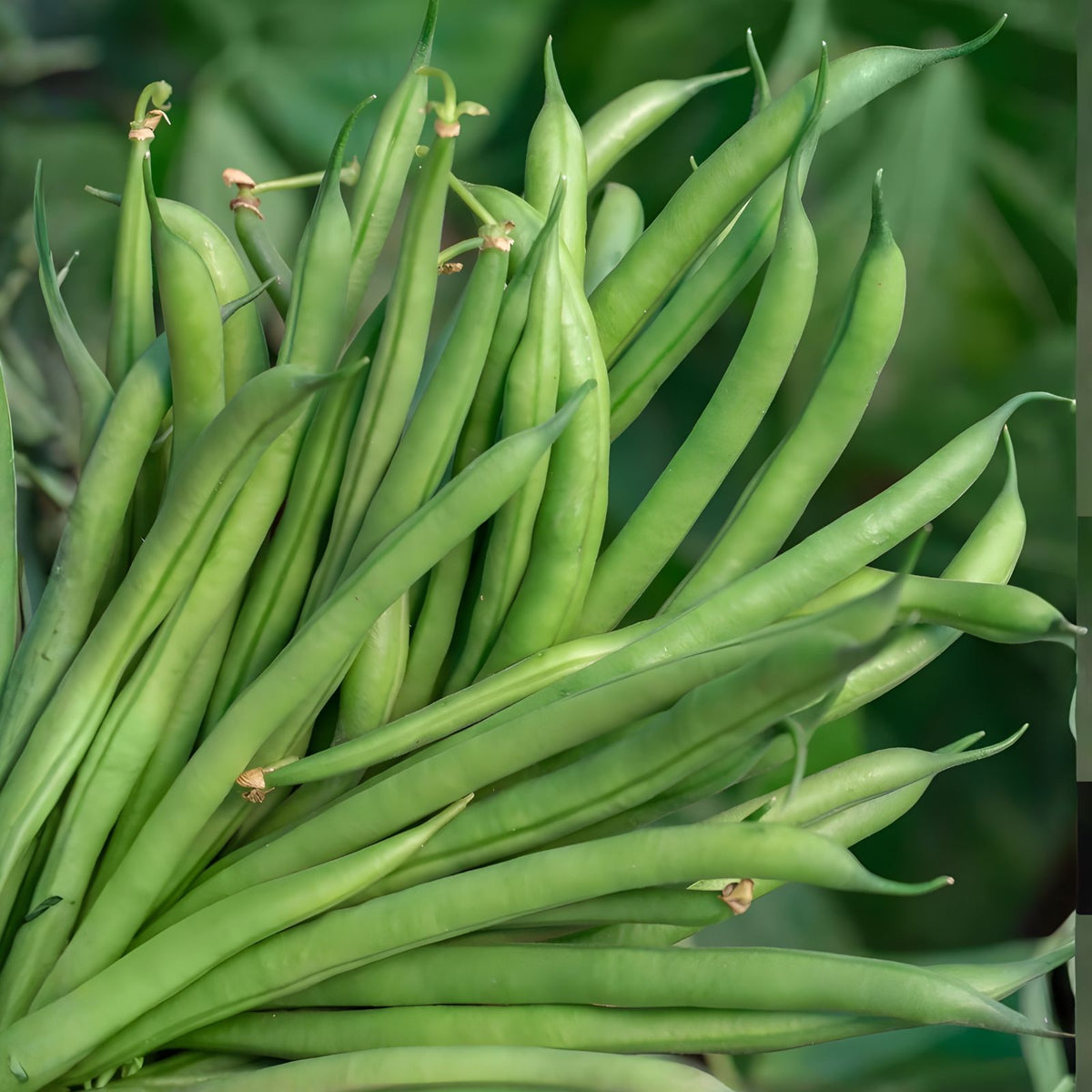 Blue Lake Green Bean Seeds 50+ | Non-GMO Heirloom Phaseolus vulgaris Garden Planting Supplies