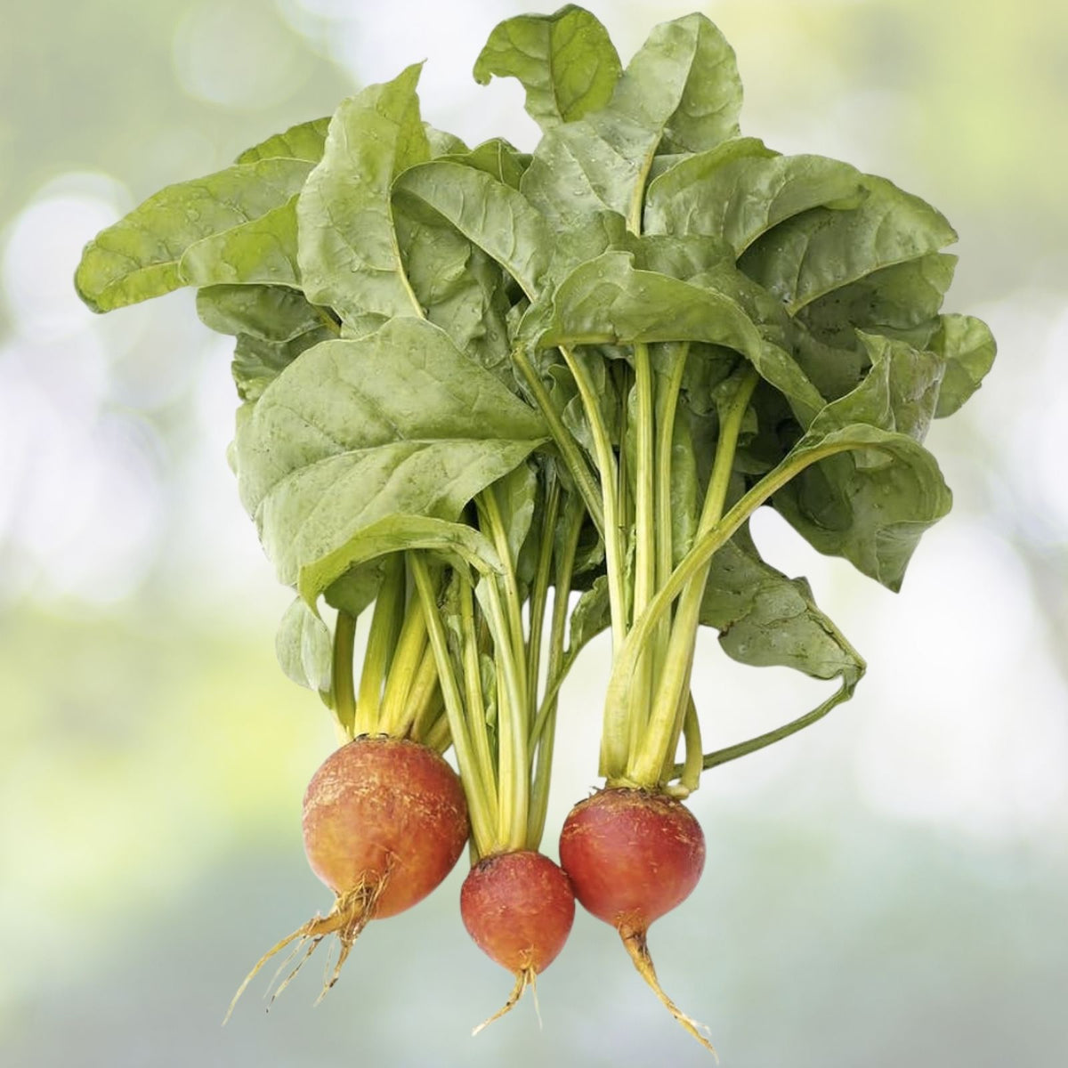 Golden Detroit Beet Seeds | NON-GMO Heirloom Garden Seeds | Beta vulgaris | Fresh Vegetable Seeds for Home Gardening