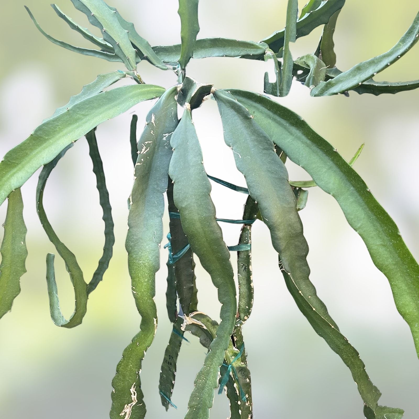 Mature Plant Cuttings 12-17 Inch ASUNTA 5 VENTURA Variety for Propagation, Gardening, Indoor Planting