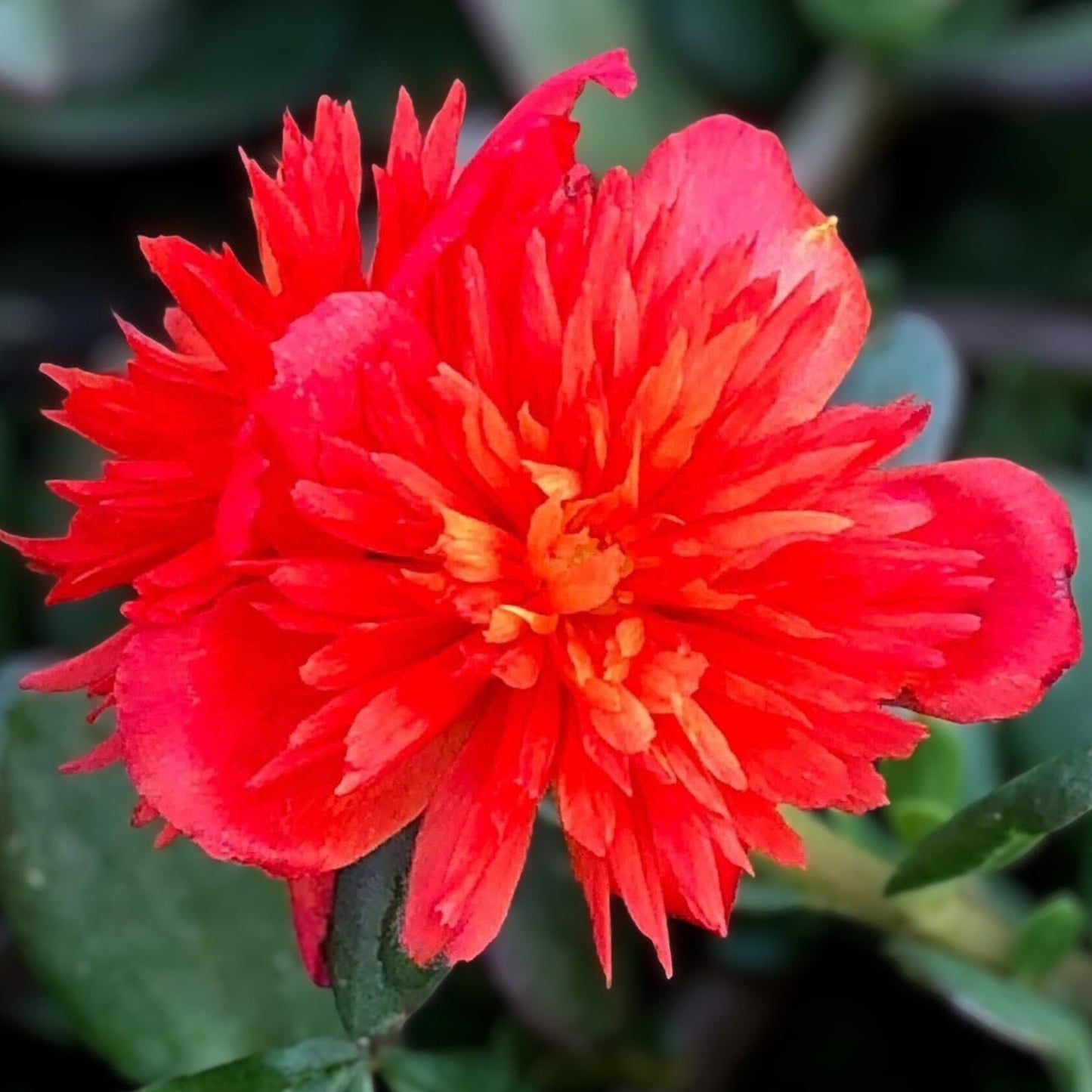Double Scarlet Portulaca Oleracea Purslane Plant with Vibrant Red Flowers, US Seller