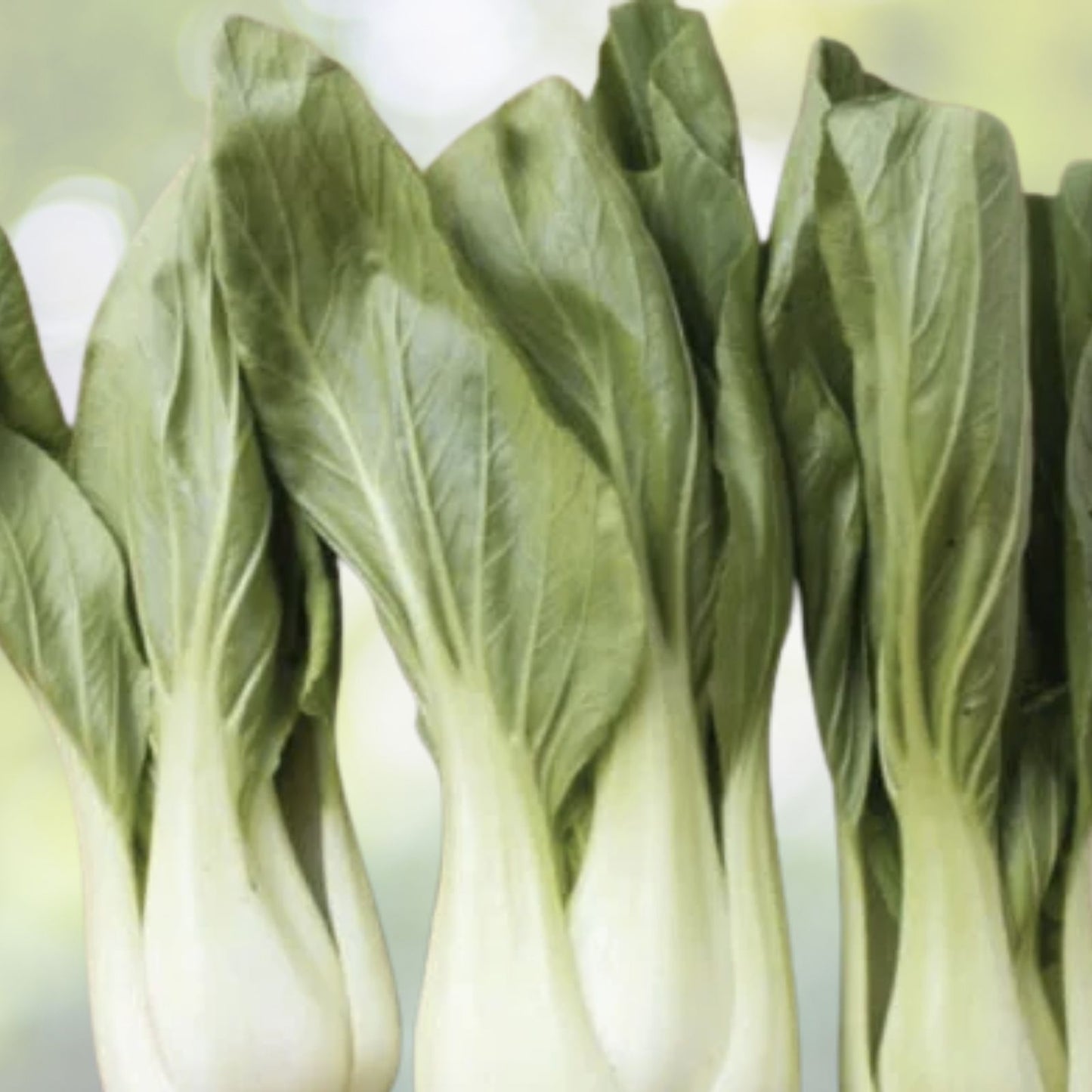 Pak Choi Seeds 200+ Count White Stem Chinese Cabbage Bok Choy Brassica rapa Four Season Vegetable USA