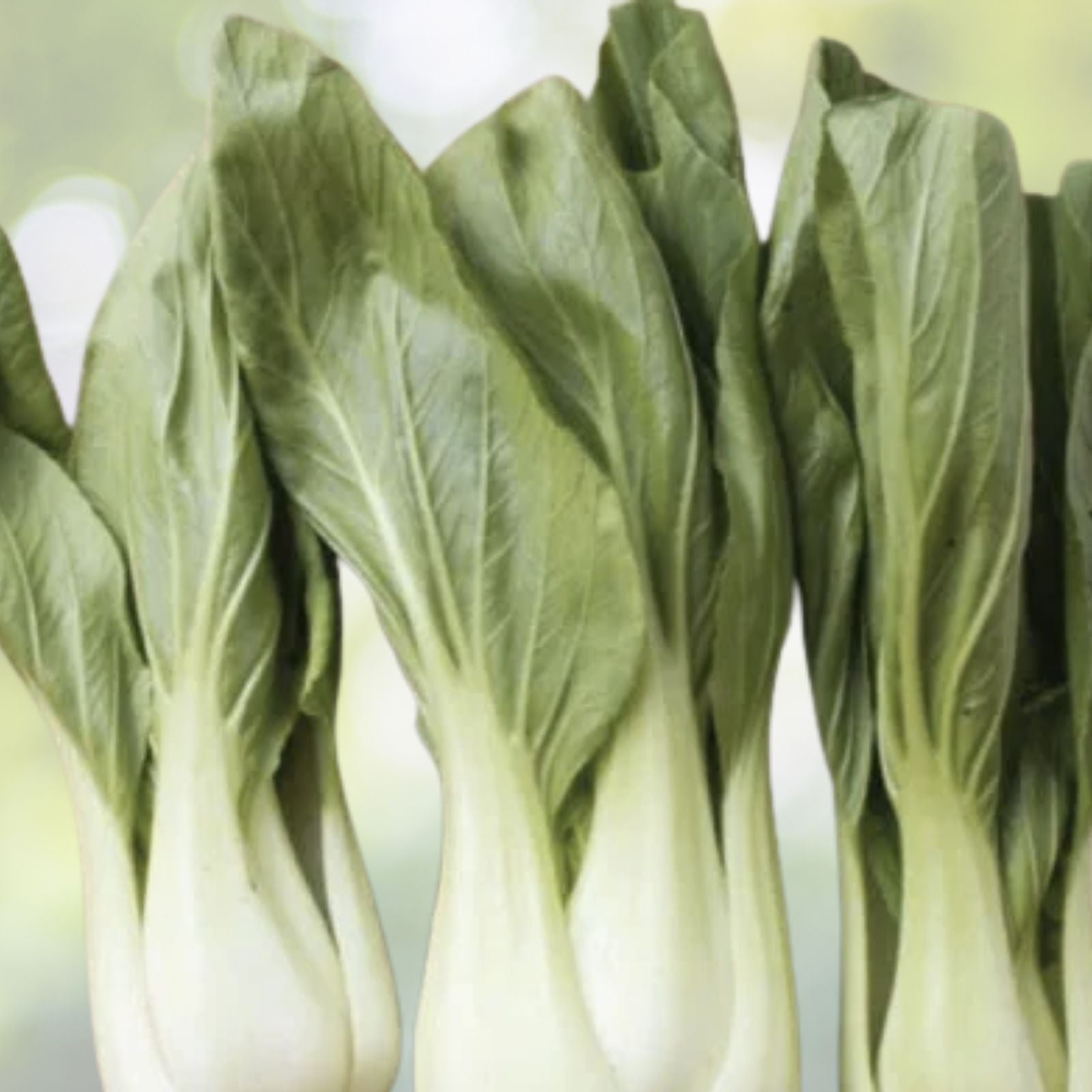 Pak Choi Seeds 200+ Count White Stem Chinese Cabbage Bok Choy Brassica rapa Four Season Vegetable USA