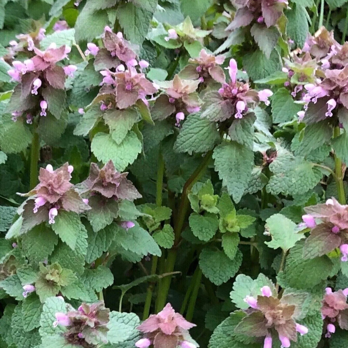 Organic Purple Dead Nettle Seeds - 25+ Seeds - Lamium purpureum Archangel - Heirloom Ground Cover Plant