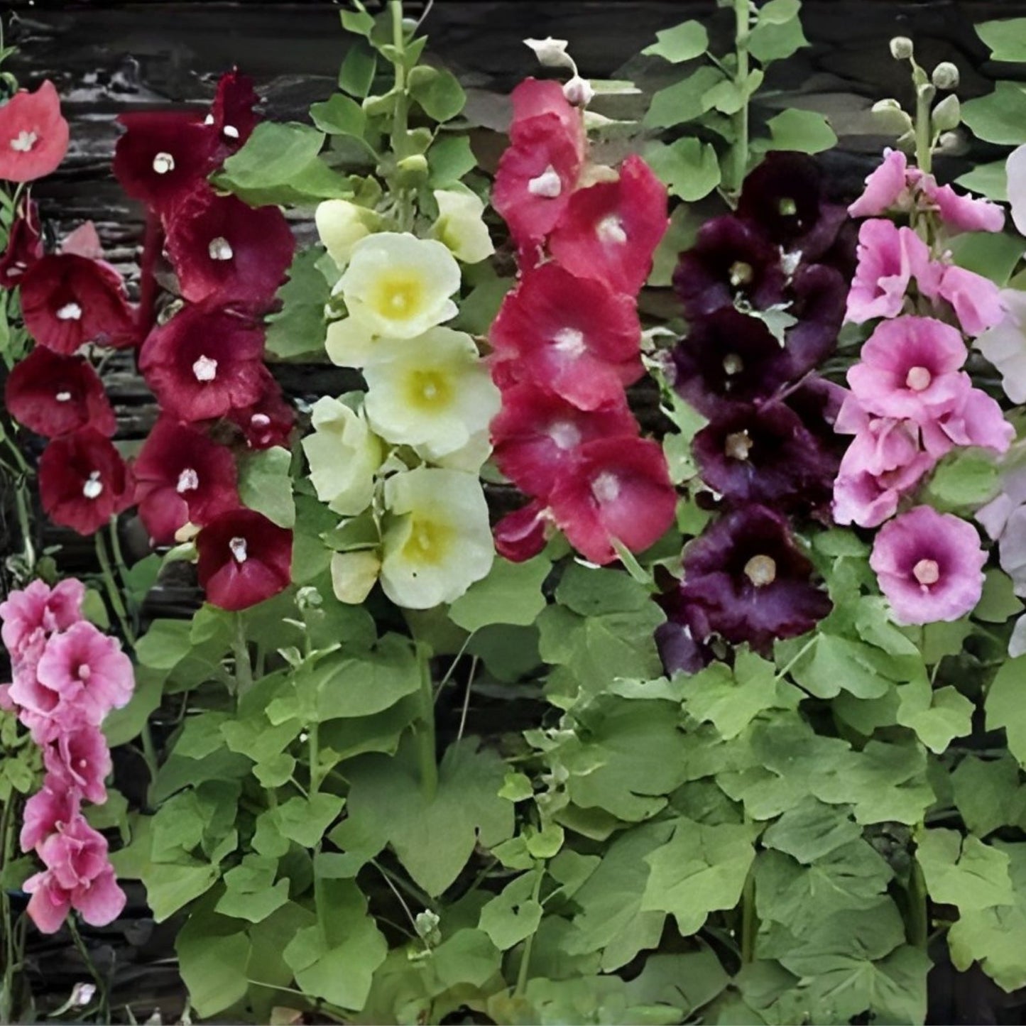Hollyhock Seeds for Planting, Mixed Colors, 250+ Seeds, Long Blooming Period, Alcea rosea, Perennial Flower Seeds