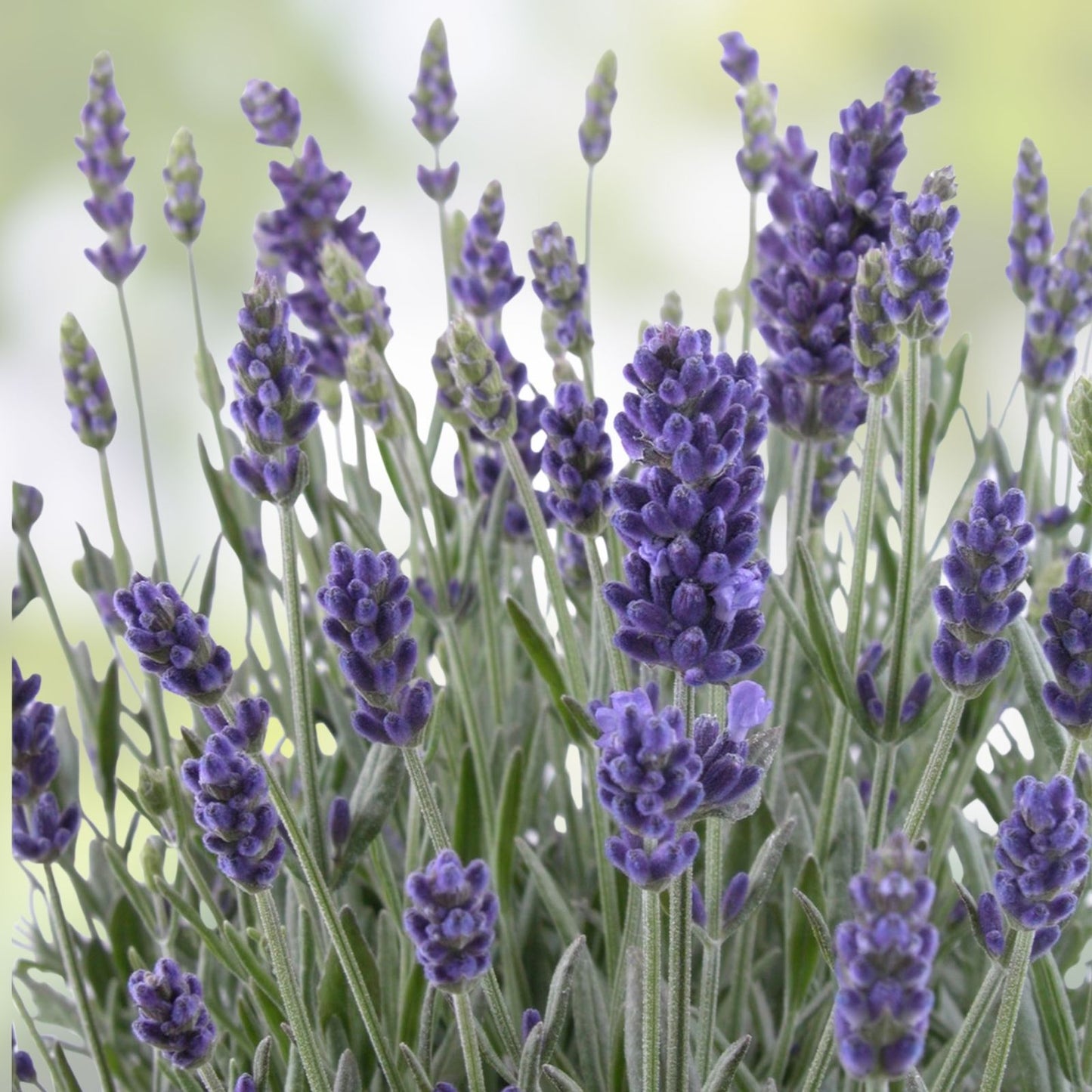 500 Lavender Seeds for Planting - English Lavender Herb Seeds - Lavandula angustifolia - Fragrant, Easy to Grow, Garden & Landscaping