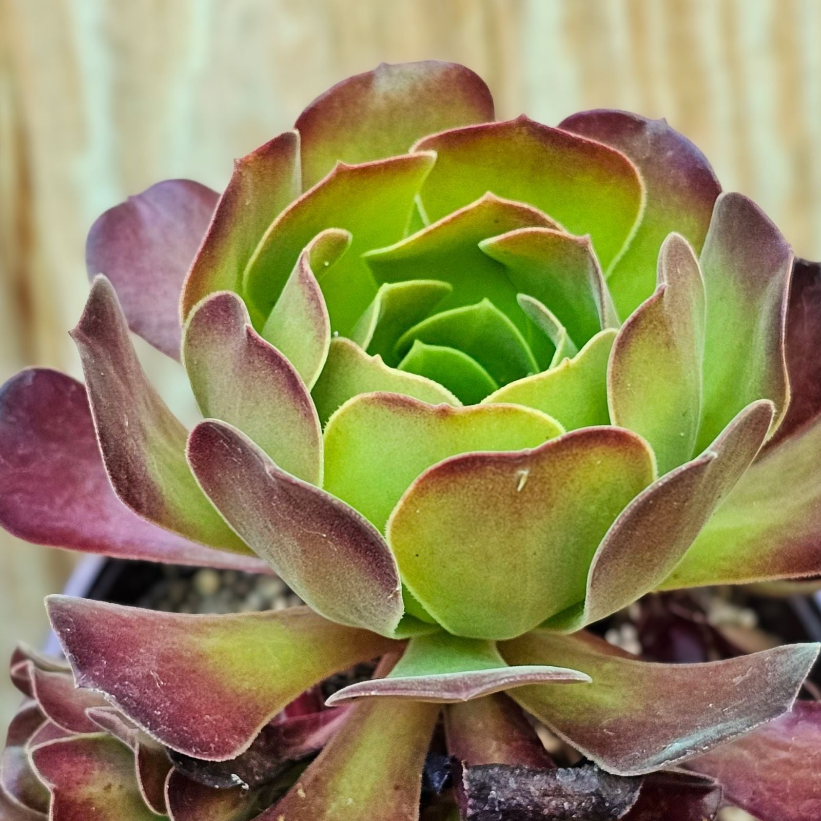 Rare Aeonium Durango Succulent Cuttings - 2 Pieces, Unique Green Variety, Easy to Grow, Perfect for Plant Lovers