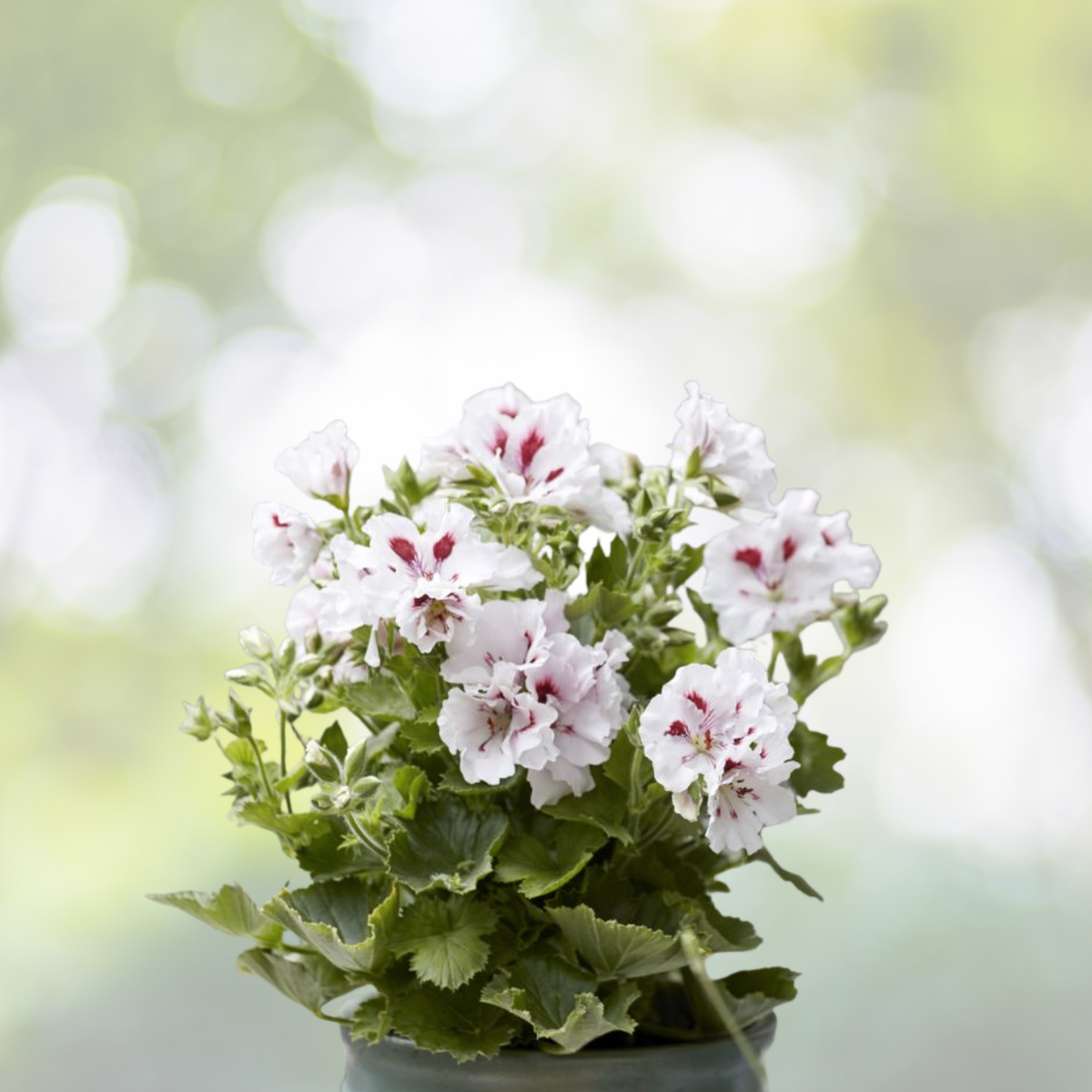 Pelargonium Regal Geranium Cuttings 3-Pack with White Purple Orchid-Like Blooms - Pelargonium x hortorum