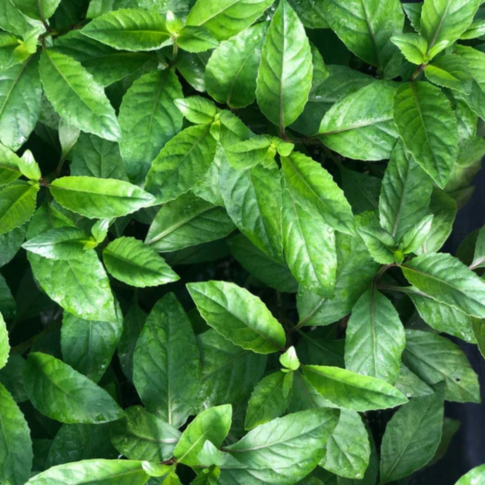 16 Longevity Spinach Cuttings - Gynura Procumbens - Edible Perennial Greens for Food Forests and Sustainable Gardening