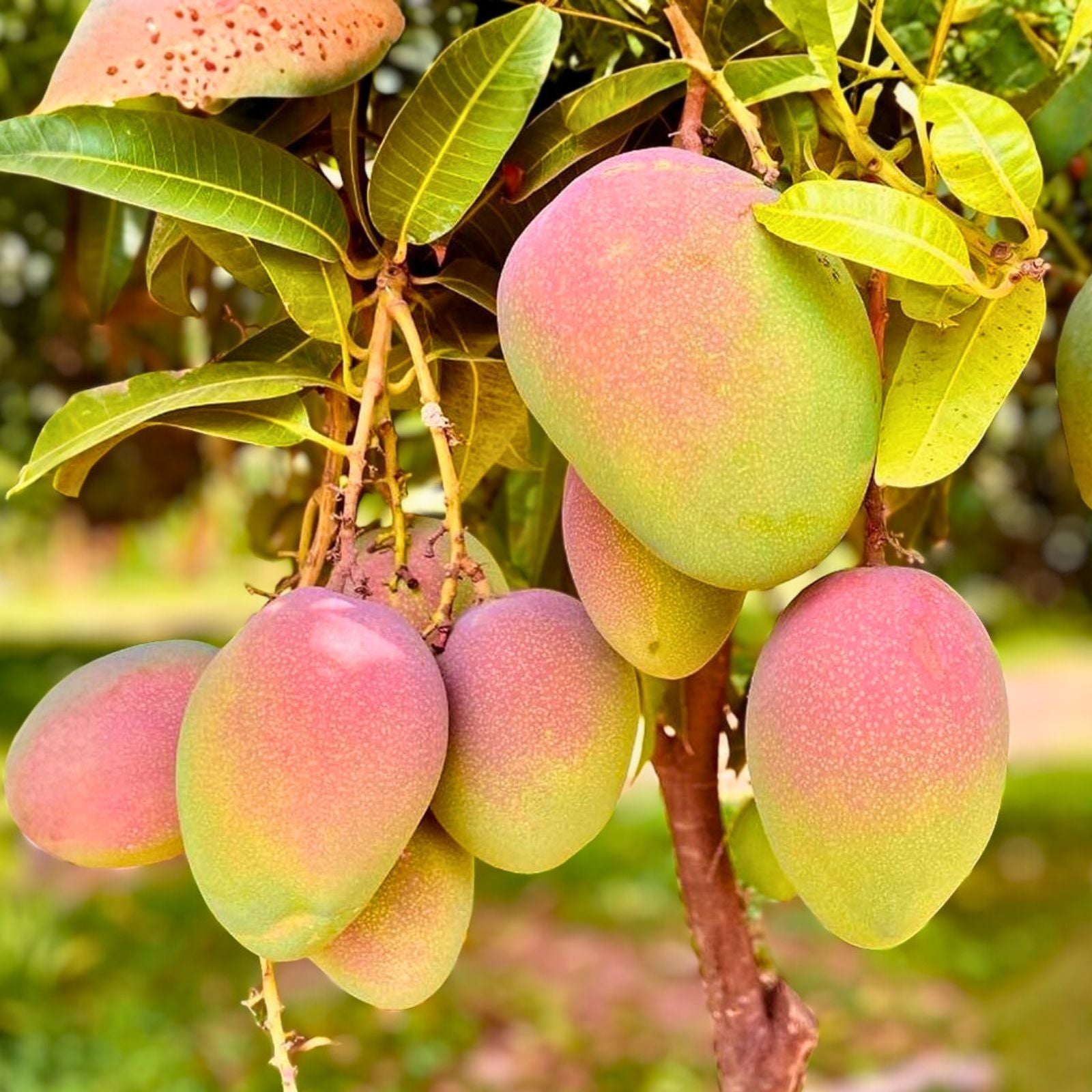 Kent Mango Seeds - 3+1 Free - Sweet Variety - Mangifera indica - Fresh USA Grown