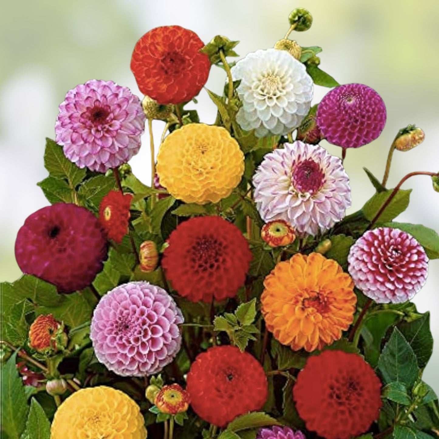 Dahlia Seeds 50+ Pack - Mixed Colors - Dahlia pinnata - Non-GMO, USA Made, Ships from Iowa