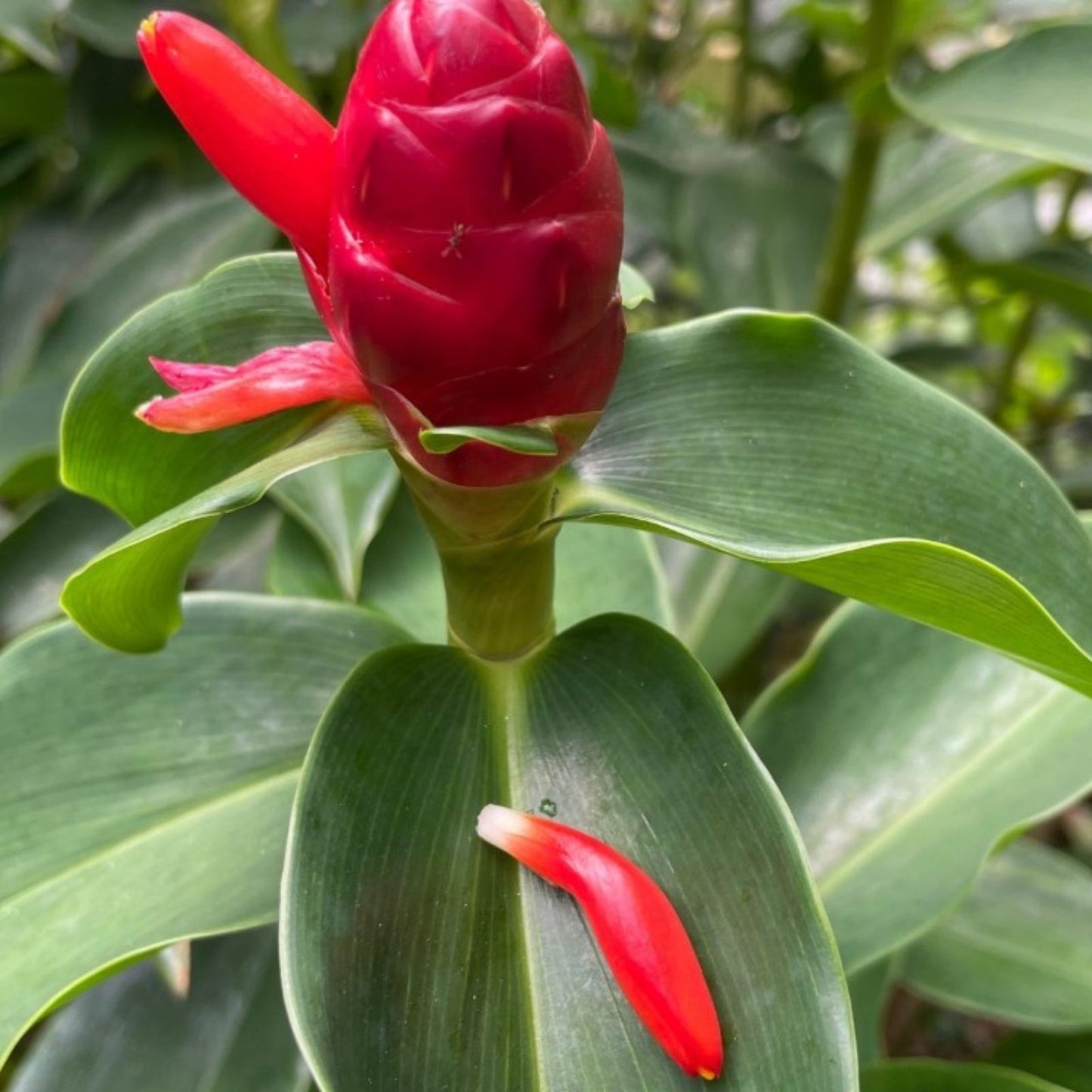 Spiral Red Button Ginger Plant 10-12" Rooted Tropical Plant Costus woodsonii Live Flora