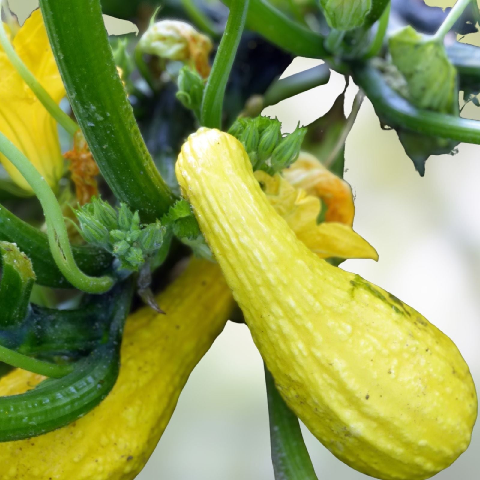 Crookneck Squash Seeds 30 Count Heirloom Yellow Variety Cucurbita pepo USA Grown Vegetable Seeds