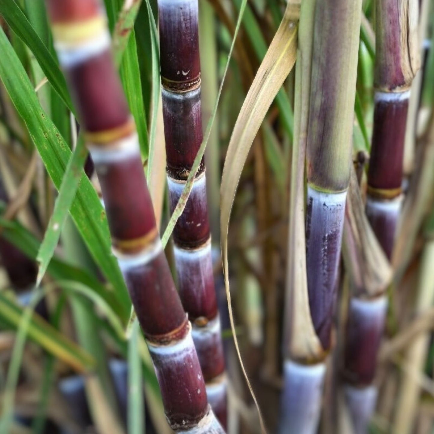 Rooted Sugarcane Cuttings - Tropical Live Plant - Ready to Plant - Saccharum officinarum