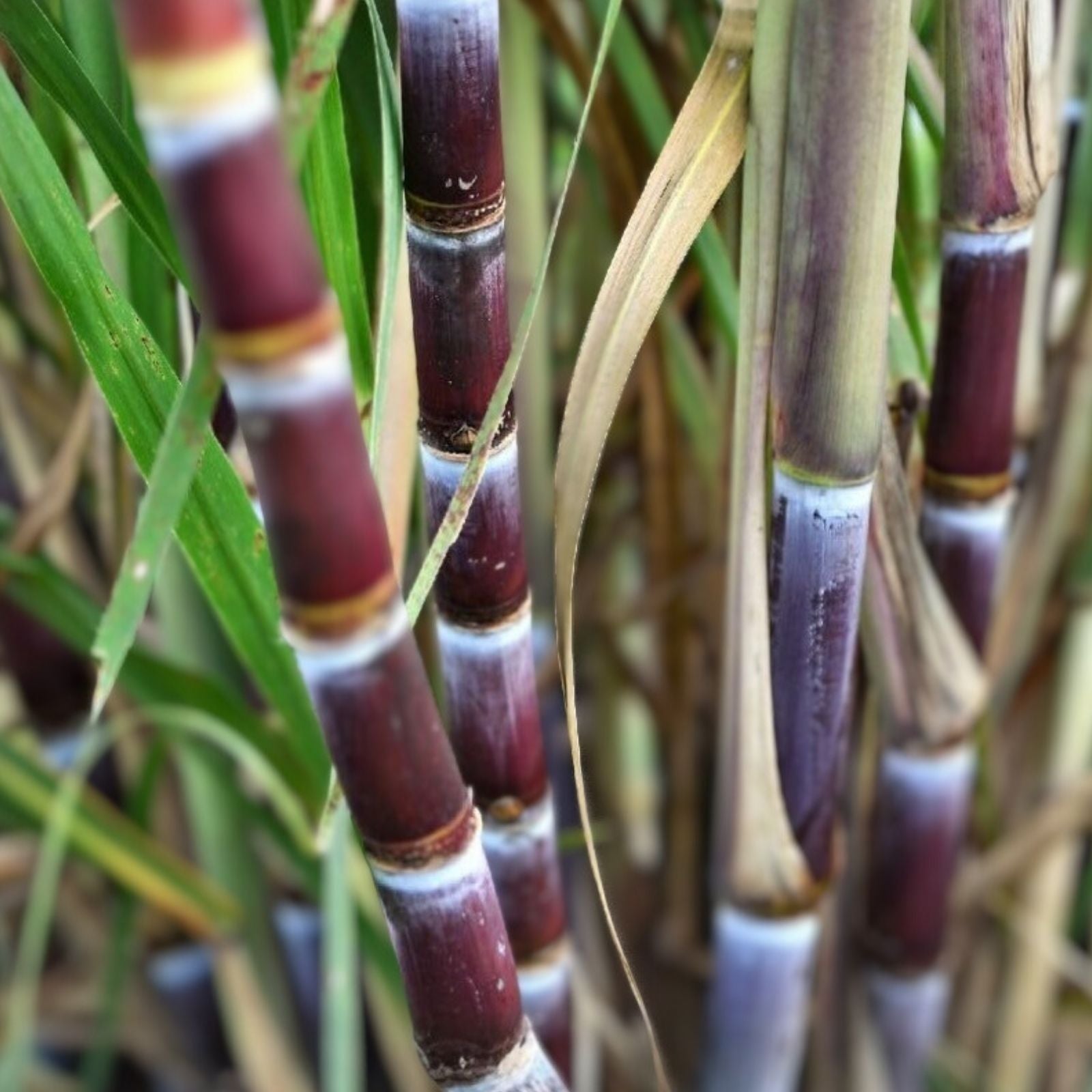 Rooted Sugarcane Cuttings - Tropical Live Plant - Ready to Plant - Saccharum officinarum