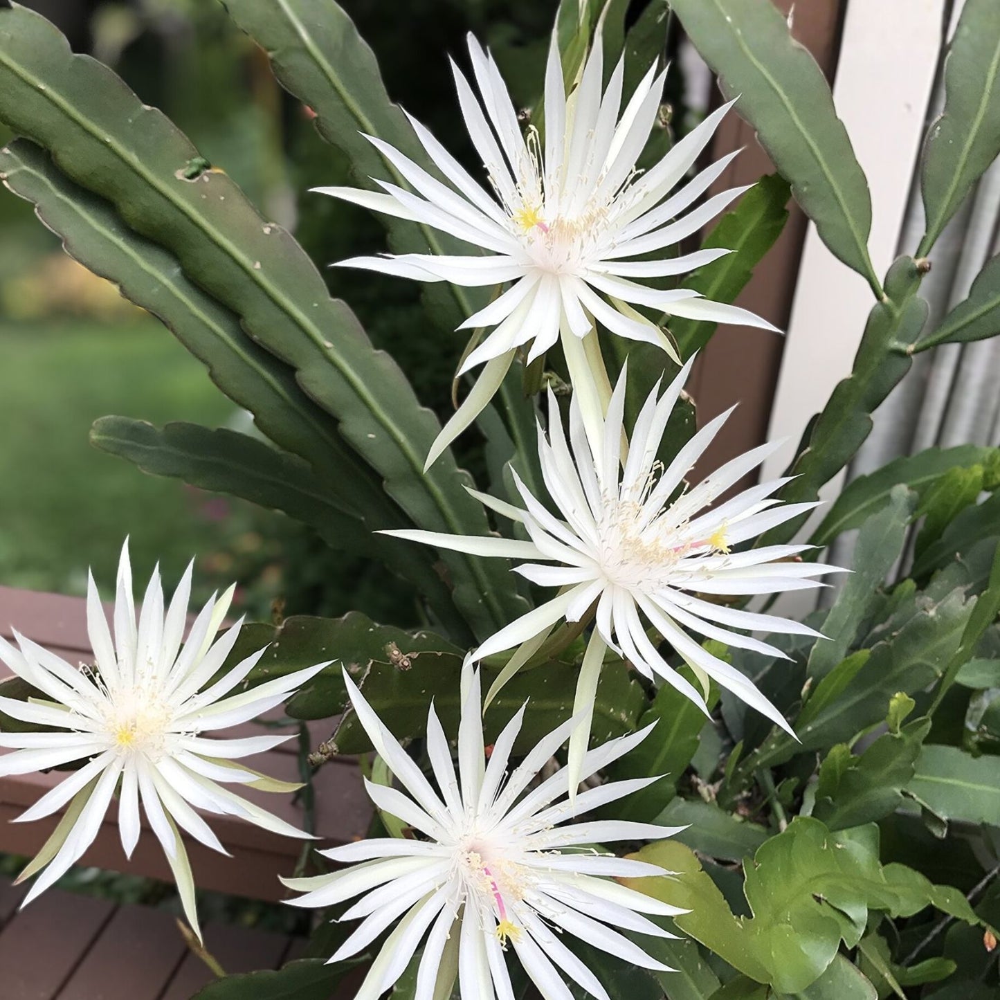 8" Epiphyllum Hookeri Strictum Orchid Cactus Succulent Plant for Indoor Gardening