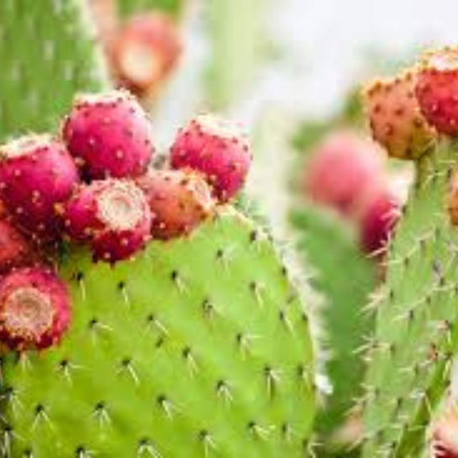 Desert Prickly Pear Cactus 12 Pads 4-8" Opuntia Phaeacantha Drought-Tolerant Succulent for Landscaping
