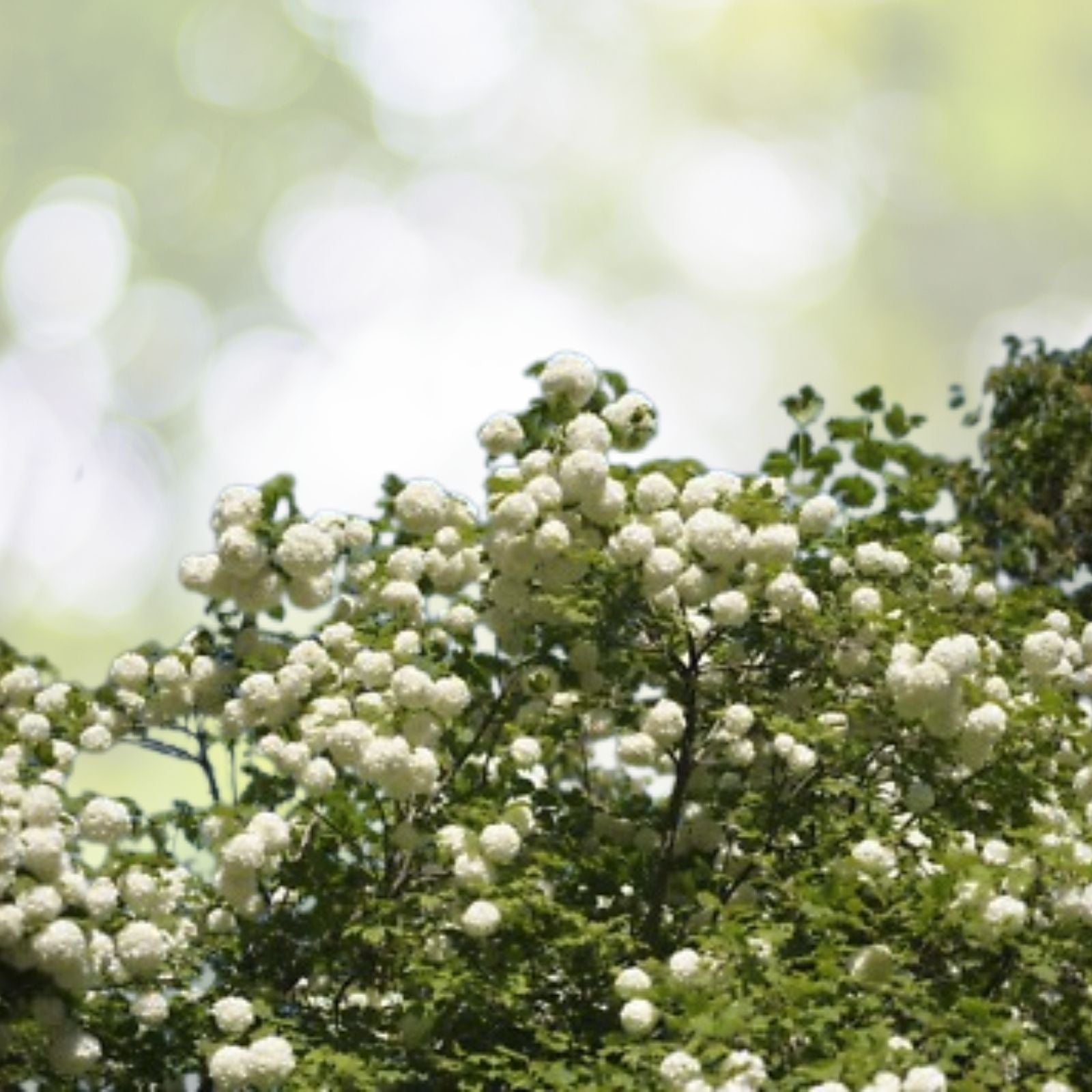 Chinese Snowball Seeds - 40 Pack - Fast Growing Viburnum ichangense - Flowering Shrub for Garden