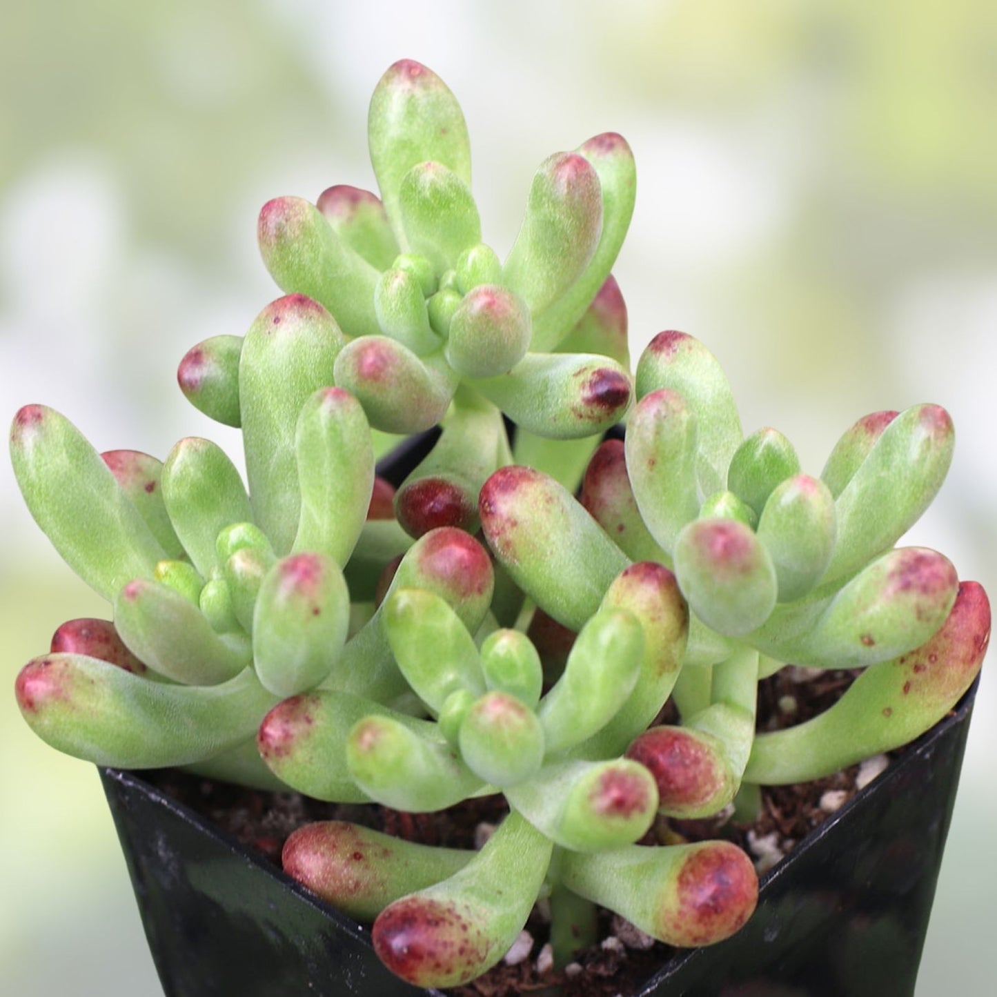 Sedum Plant Starter – Sedum Salsa – Drought-Tolerant Succulent – Low-Maintenance Indoor and Outdoor Gardening Roots
