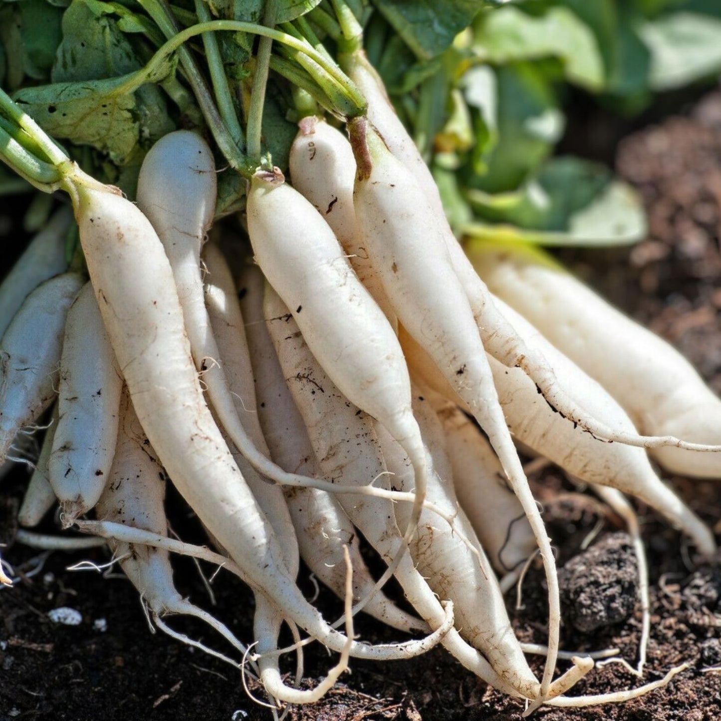 Daikon Radish Seeds 100 Pack - Cover Crop Seeds for Planting - Raphanus sativus var. longipinnatus