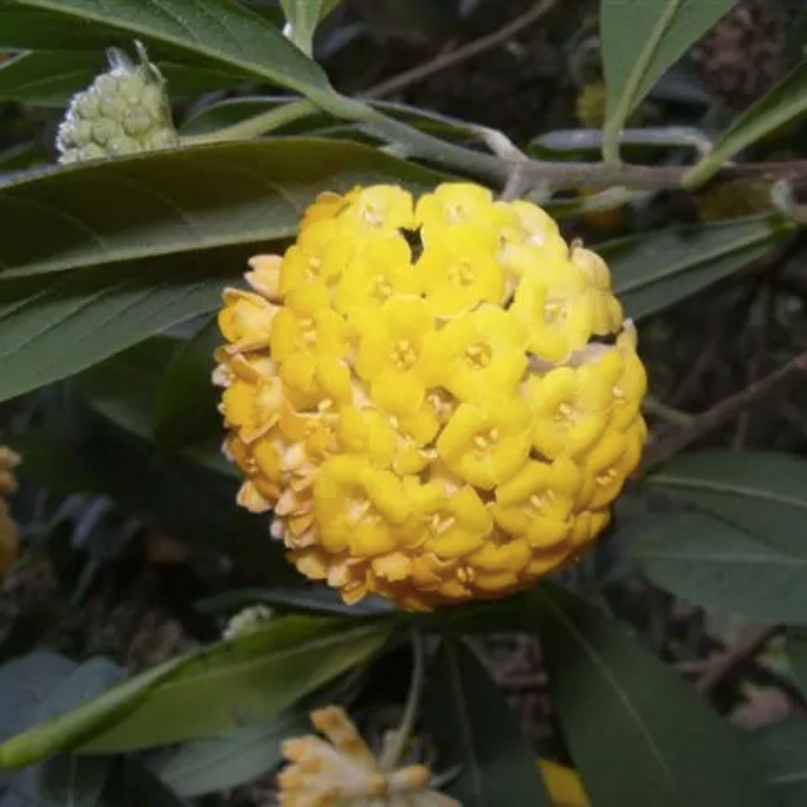 Indian Papertree Seeds 20 Pack - Edgeworthia gardneri - Ornamental Planting Seeds for Garden and Landscape