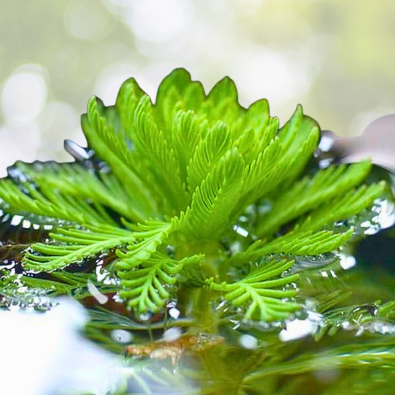Aquatic Plants Pack - 3 Poppy Parrot Feather Lettuce - Easy Live Freshwater Pond Plants (Lactuca spp.)