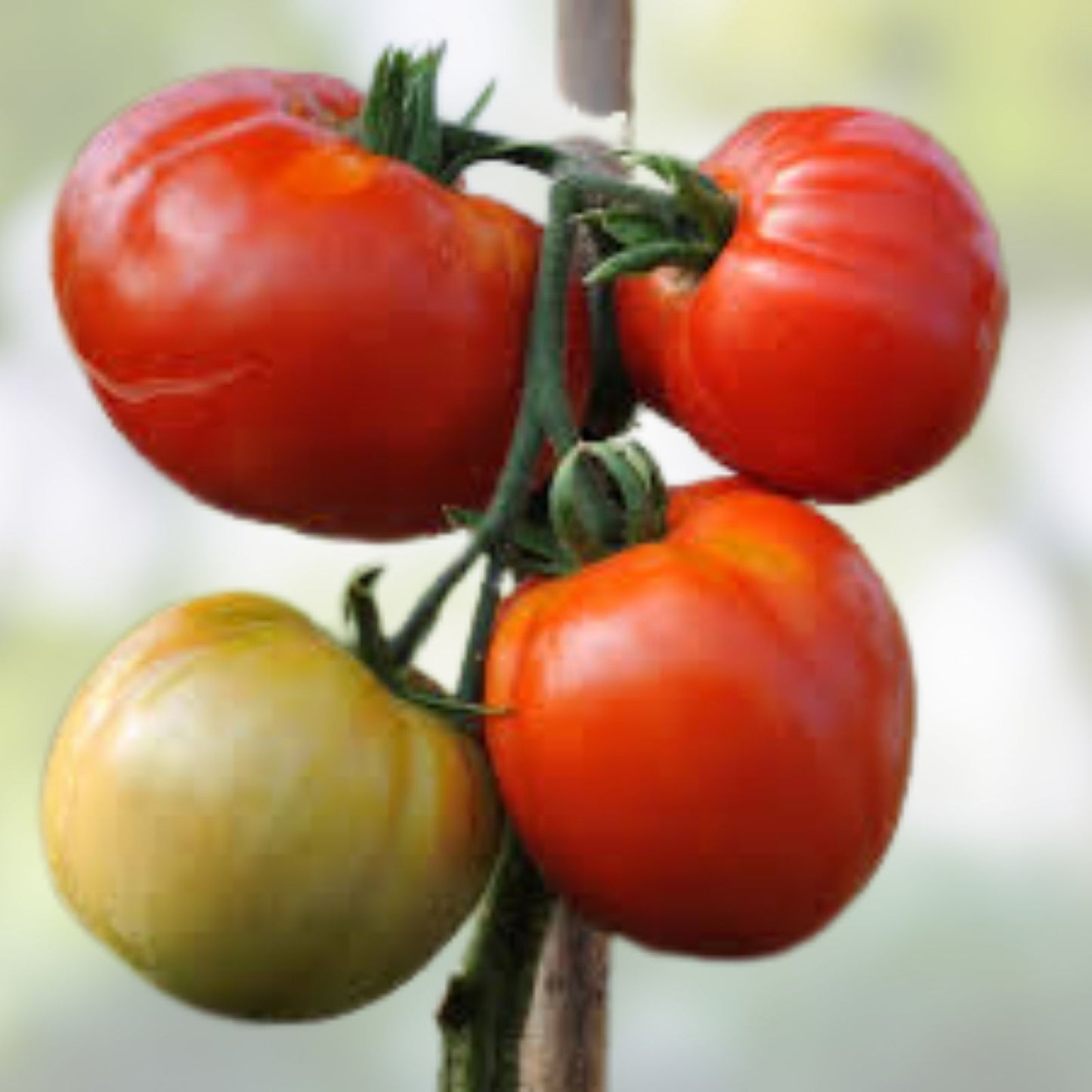 Nepal Tomato Live Starter Plants Set of 2 – Heirloom Variety – Home Gardening – Solanum lycopersicum