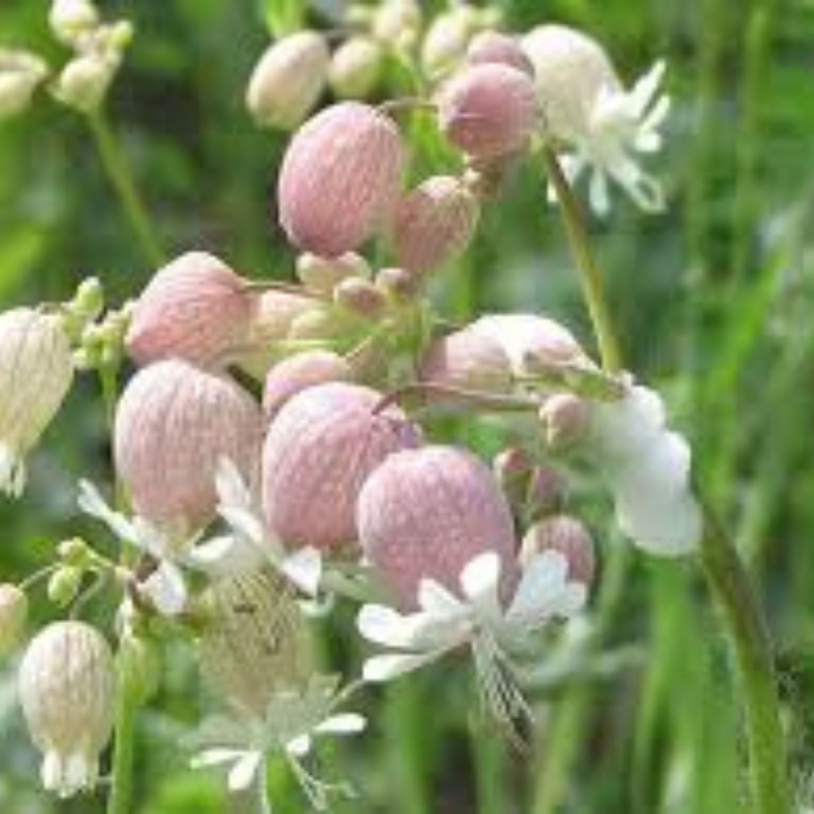 Bladder Campion Seeds 50 Pack - Silene vulgaris Heirloom Flower Seeds for Garden Planting
