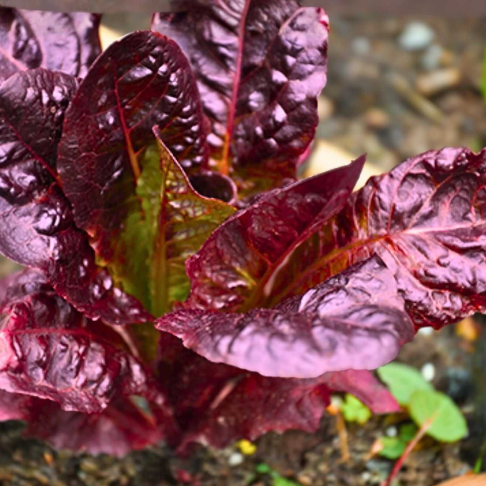 Red Romaine Lettuce Seeds - Heirloom Non-GMO Organic Gardening Supplies - Lactuca sativa 500 Seeds