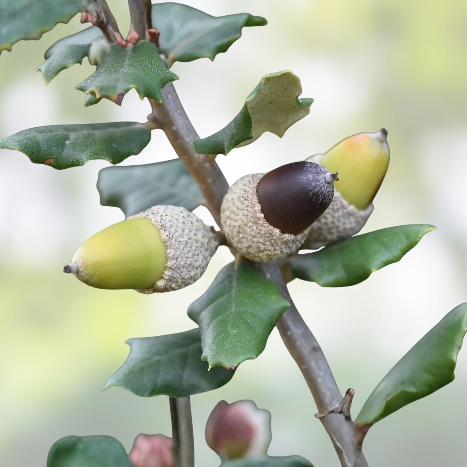 15 Acorns Quercus Ilex Holly Holm Oak Tree Seeds for Gardening, Mediterranean Dalmatian Coast Landscape Plant