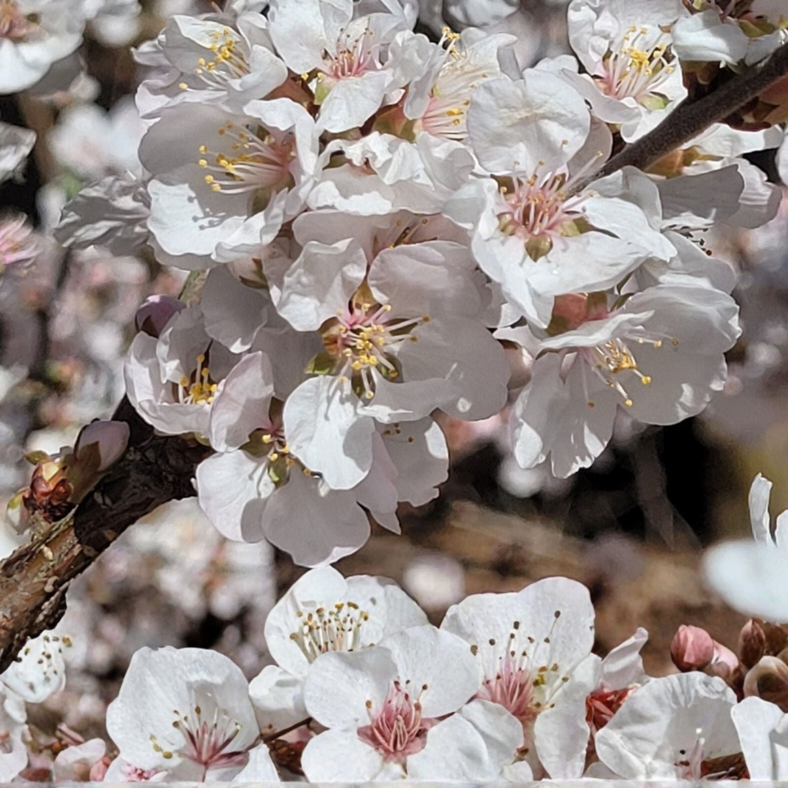 Dwarf Red Sweet Cherry Cuttings – 2+8 Fresh Unrooted Prunus Tomentosa Cherry Branches for Planting