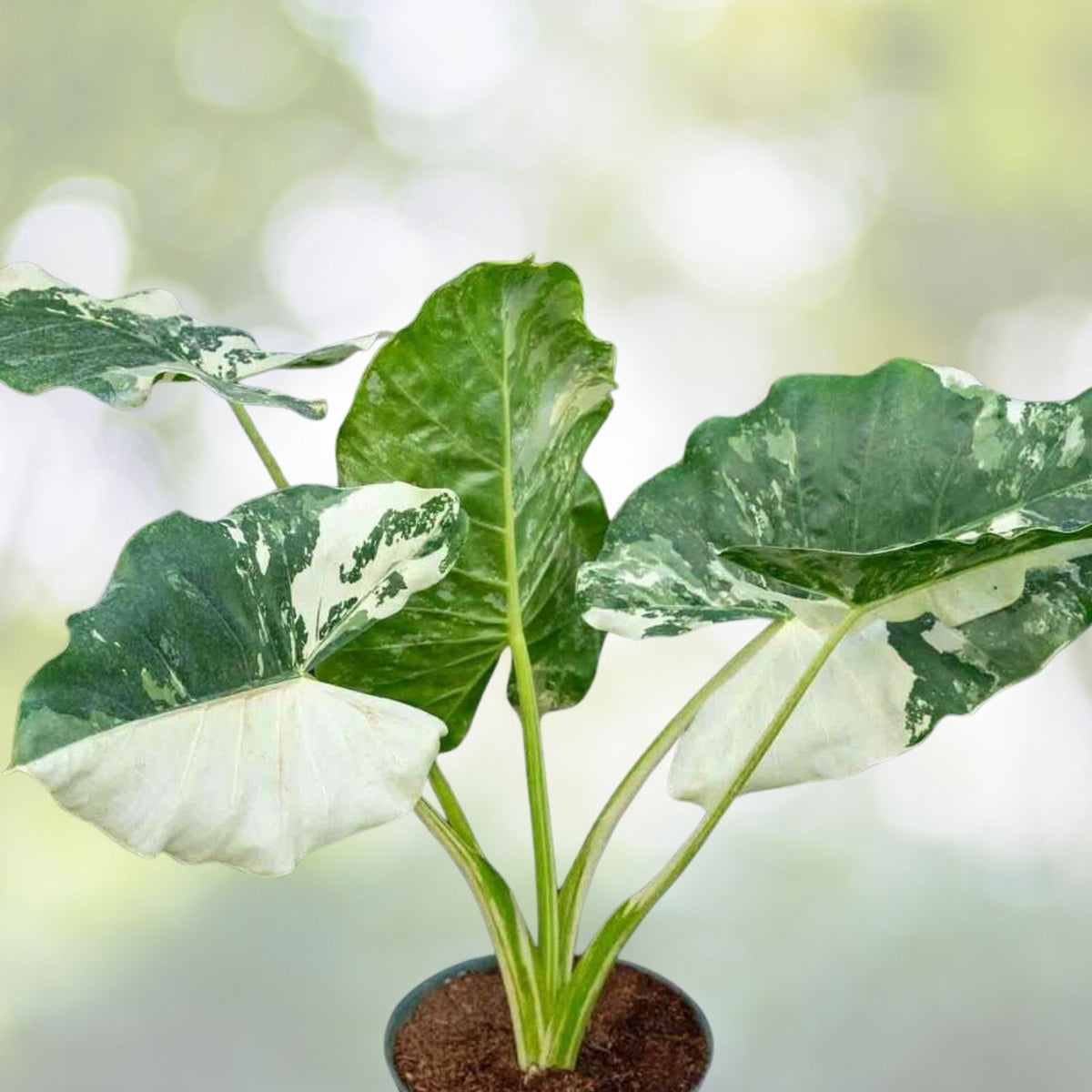 Alocasia Macrorrhiza Variegata Plant - 3 Gallon Giant Taro - Variegated Elephant Ears - Tropical Houseplant - Alocasia Variegata