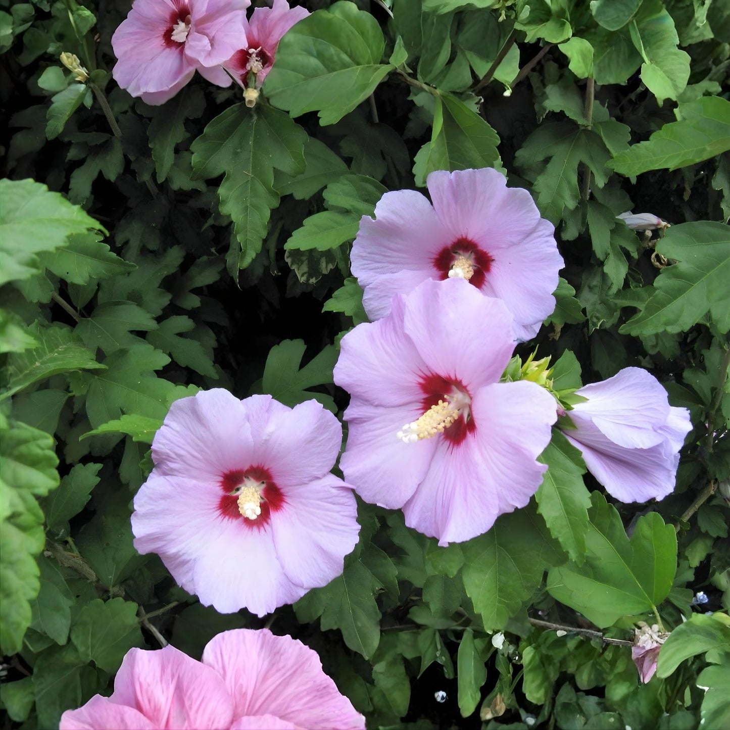 Rose of Sharon Plant - 24-36 Inches - Mixed Colors - Hibiscus syriacus - Hardy Zones 5-9 - Freshly Dug Roots