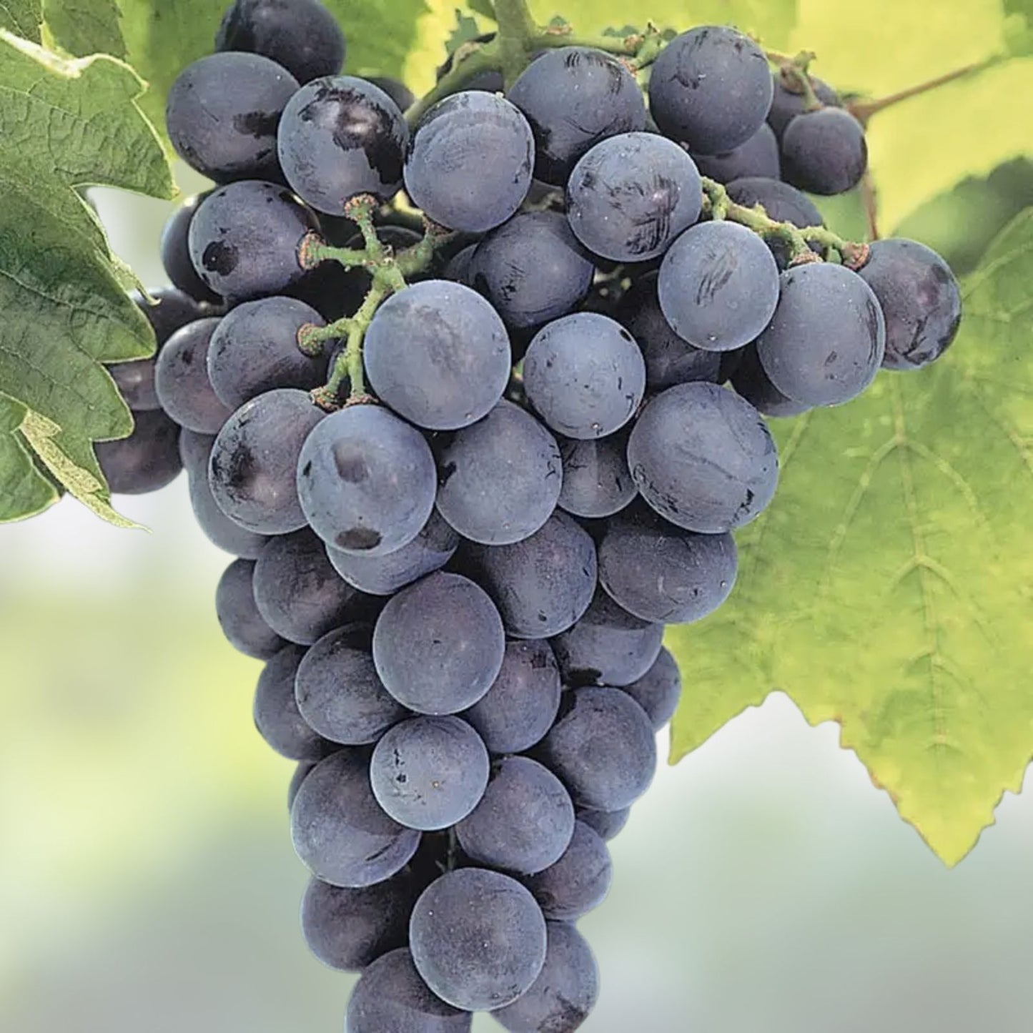 Everest Grape Cuttings 4 Pack with 2-3 Nodes Vitis vinifera for Grafting Rooting