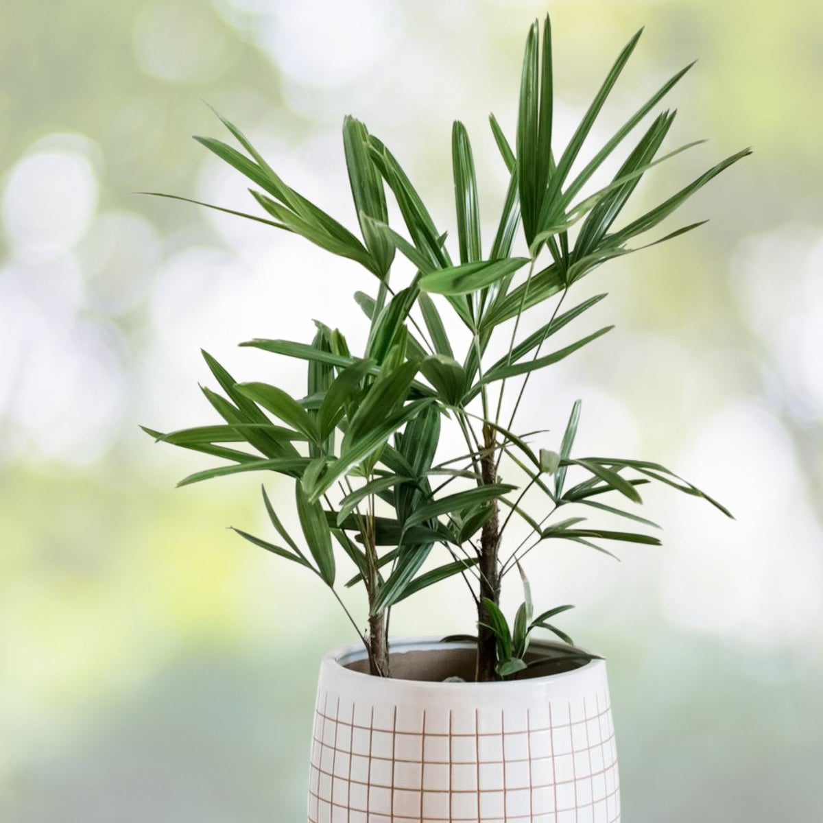 Lady Palm Plant 9" Pot Rhapis excelsa Low Light Easy Care Indoor Houseplant