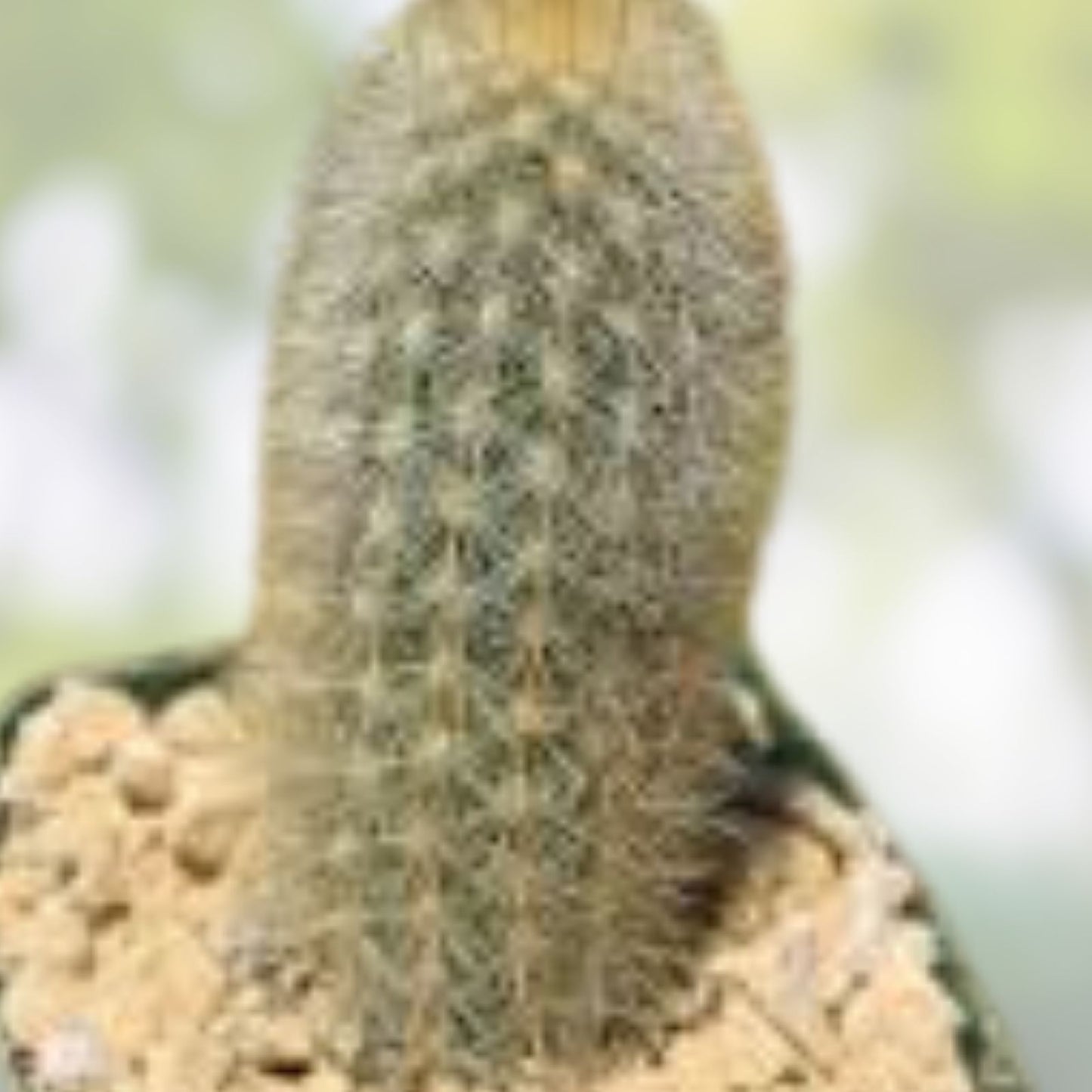 Haageocereus Pseudomelanostele Auriespinus Cactus - 7-8" Bareroot, Unique Spines, Rare Succulent Plant