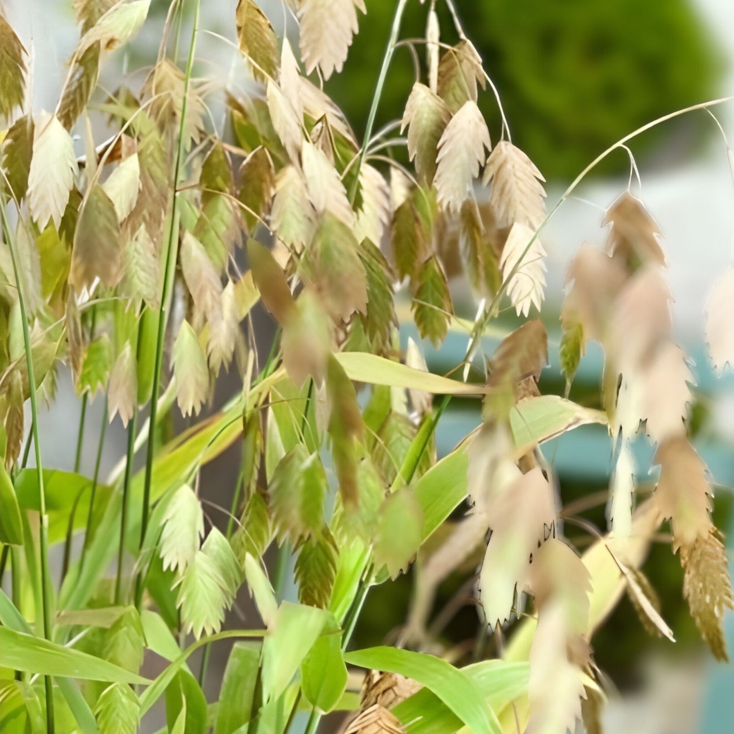 Indian Woodoats Grass Seeds - 100 Seeds for Planting - Chasmanthium latifolium - Native Perennial Ornamental Grass