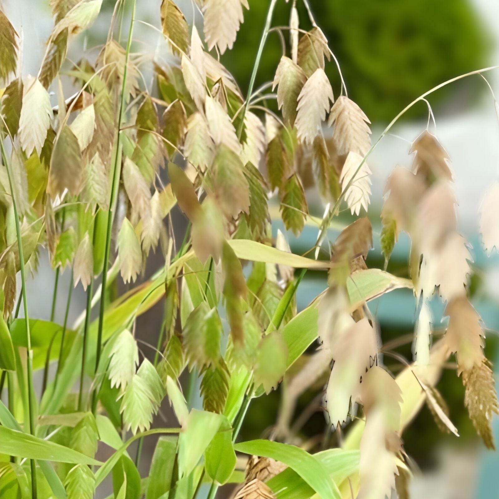 Indian Woodoats Grass Seeds - 100 Seeds for Planting - Chasmanthium latifolium - Native Perennial Ornamental Grass