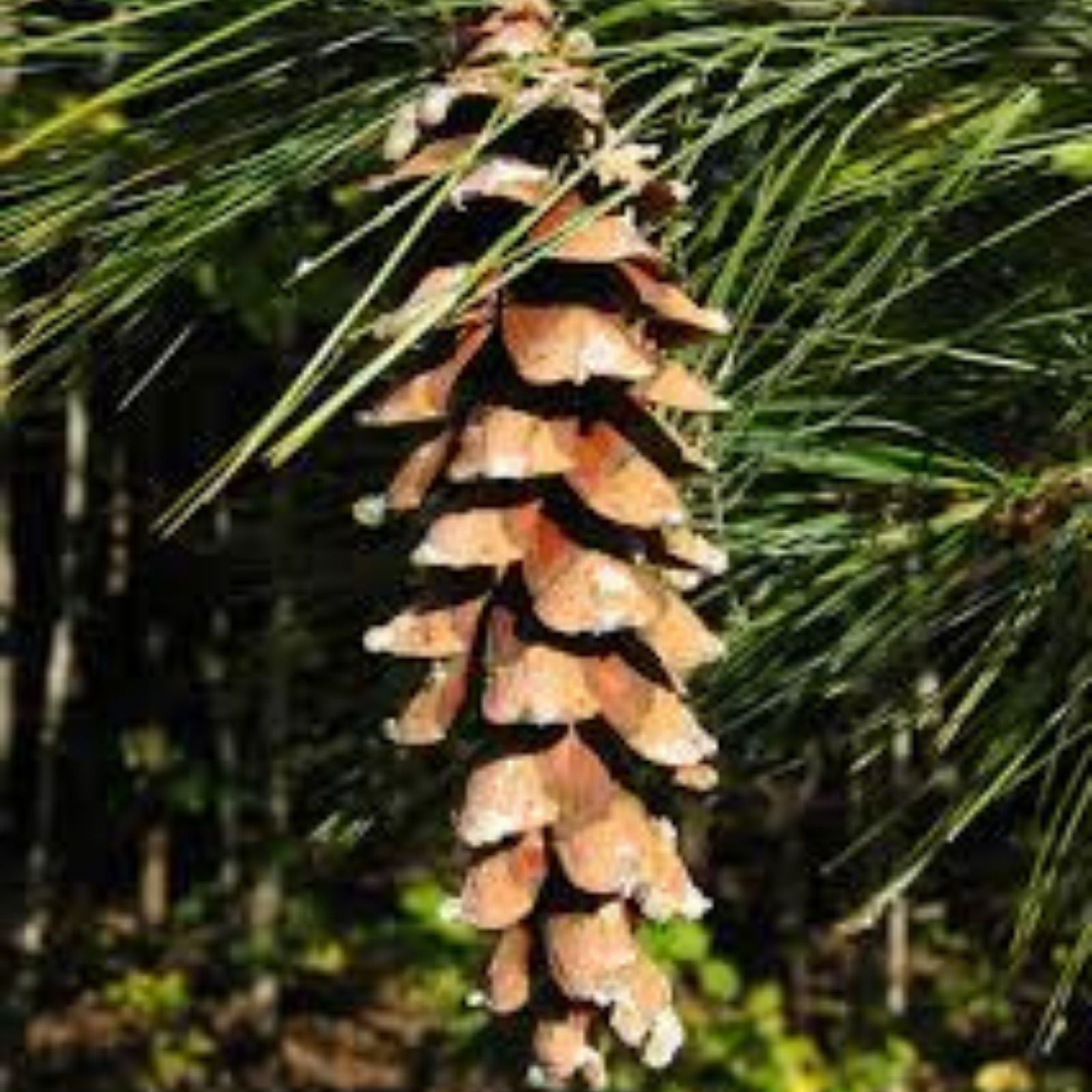 Live White Pine Tree 12 Inch Bare Root Evergreen Conifer Pinus Strobus for Landscaping and Garden