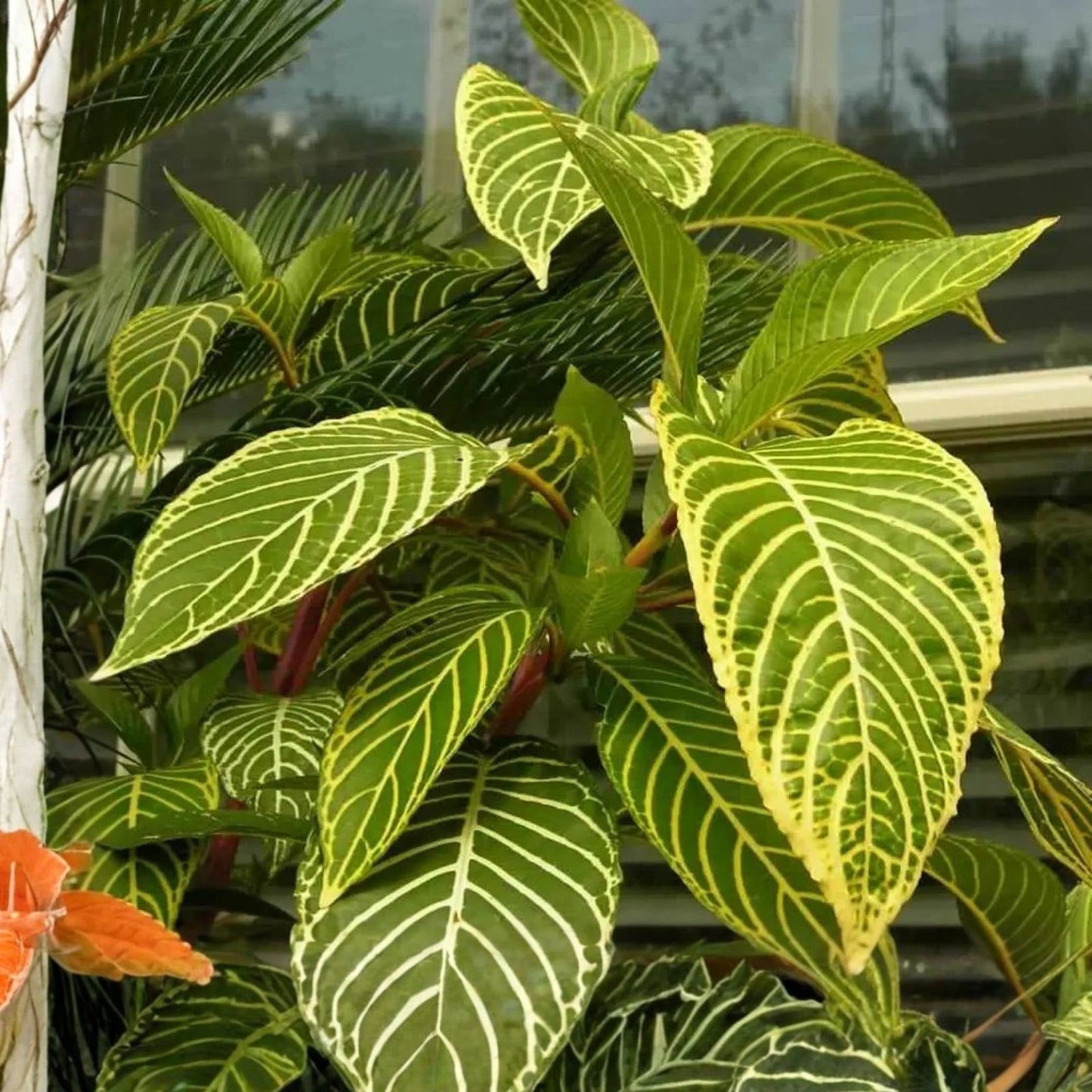 Sanchezia Cuttings - Tropical Foliage Plant - Sanchezia Speciosa - Indoor Houseplant for Gardening and Collection