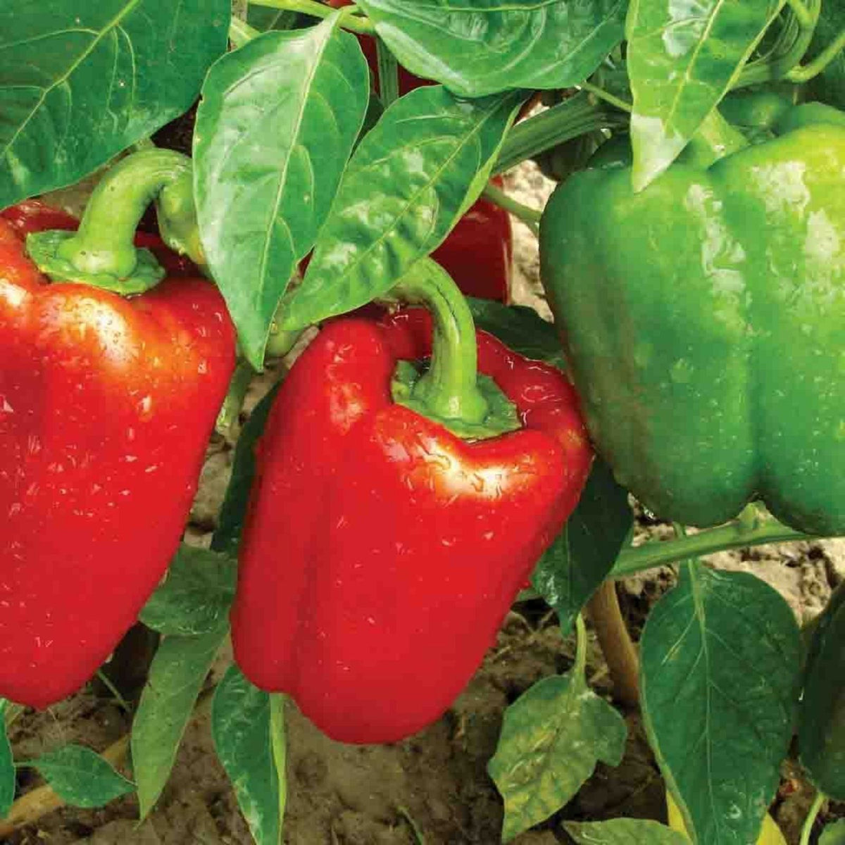 Heirloom Bell Pepper Seeds California Wonder 20+ Seeds Large Fruit Capsicum annuum Vegetable Seeds