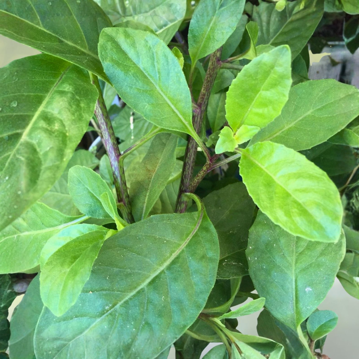 Longevity Spinach Starter Plants 3-Pack Gynura Procumbens Perennial Edible Green Tropical Vegetable Indoor Outdoor