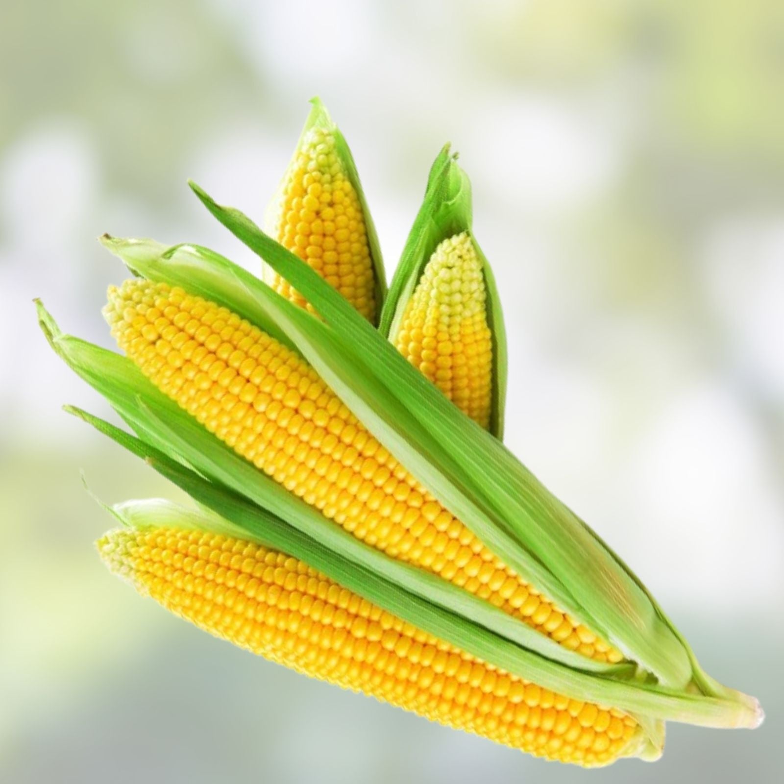 Yellow Sweet Corn Seeds 100 Count Hybrid "Incredible Corn" Zea mays for Planting, Non-GMO, Heirloom Quality