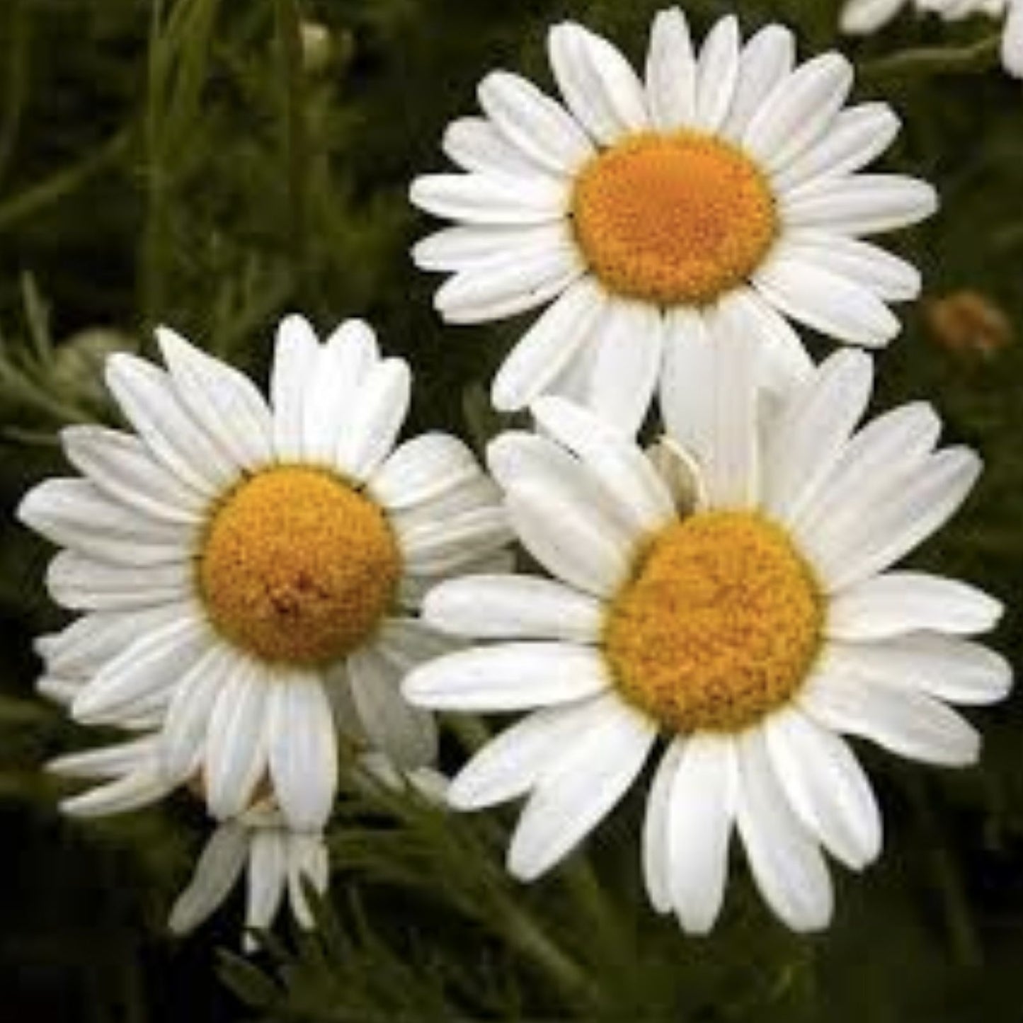 Roman Chamomile Seeds 500 Pack - Organic Herb Garden Anthemis nobilis for Planting