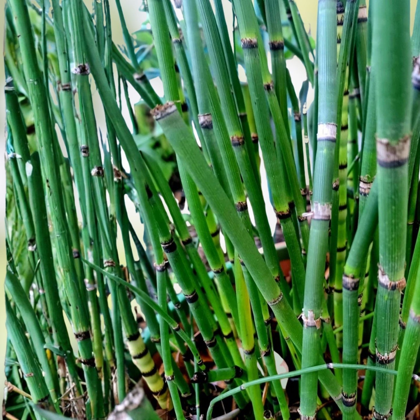 Horsetail Plant Cuttings - Equisetum for Koi Pond - Hardy Perennial Aquatic Plant - Garden Water Feature
